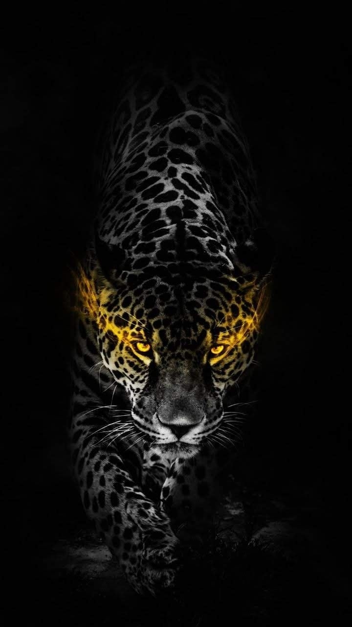 720x1280 Wallpaper Share Dark Tiger Wallpaper, Phone