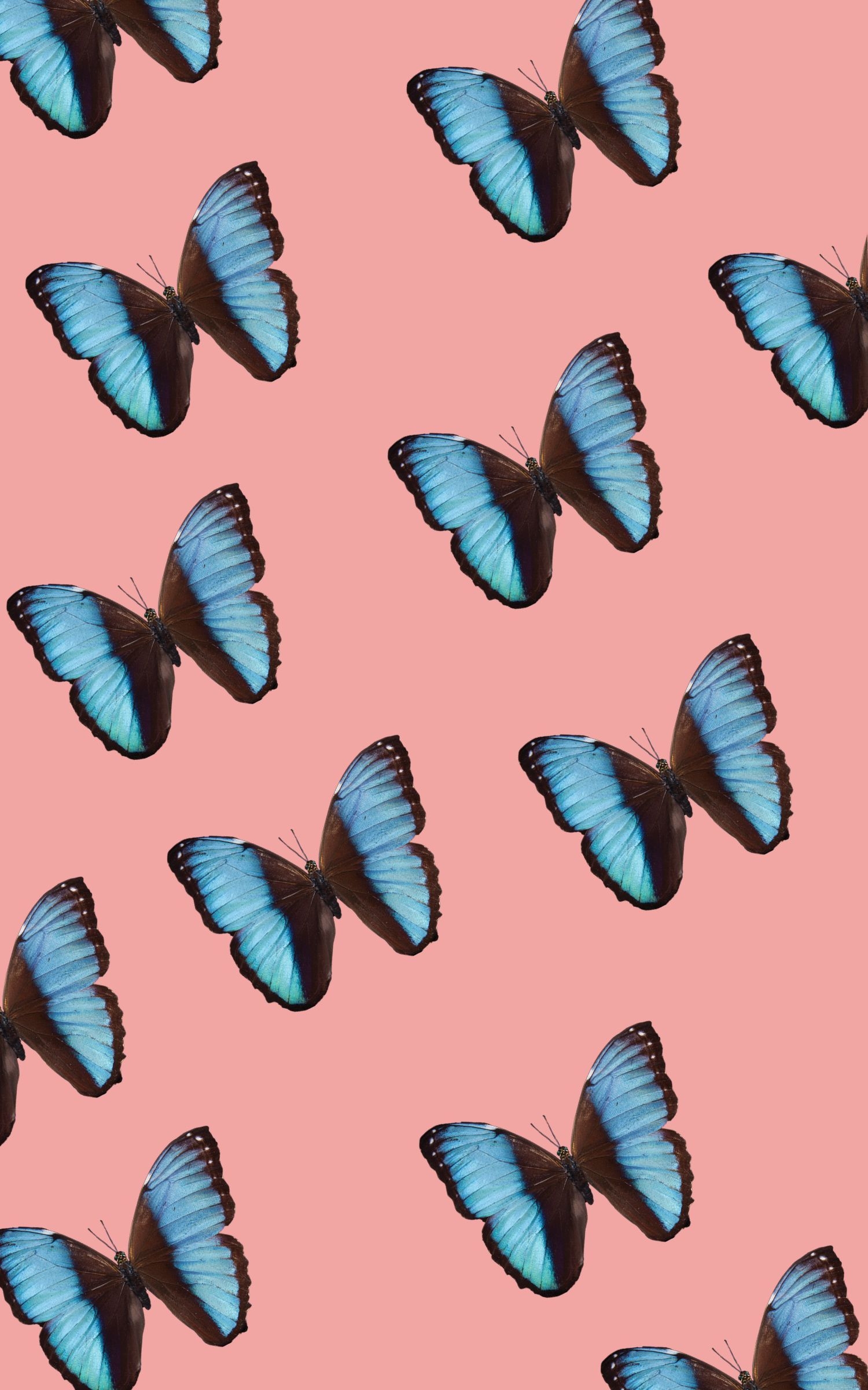 1500x2400 butterflies. iPhone background. Blue butterfly wallpaper, Phone