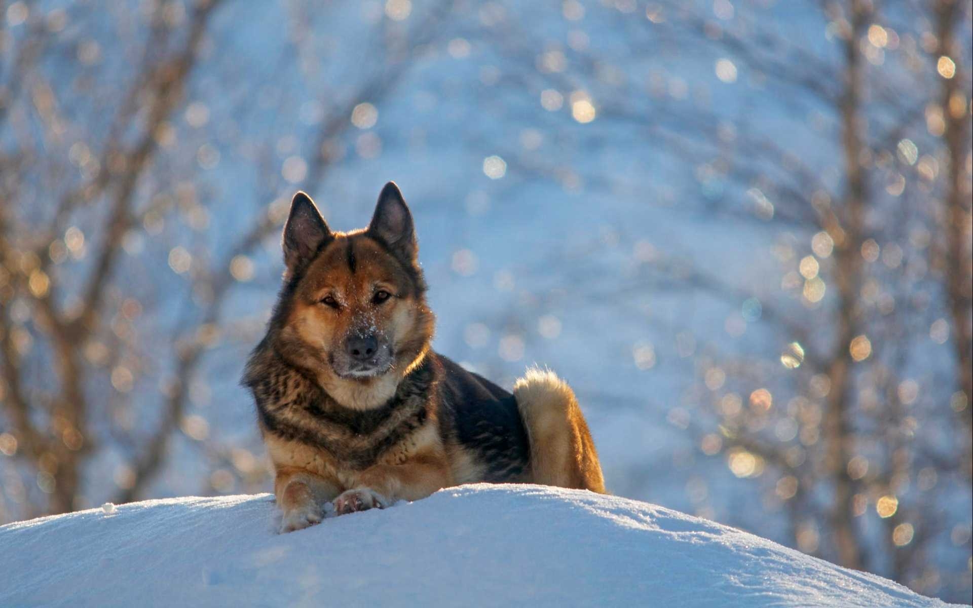 1920x1200 German Shepard Wallpaper, Desktop