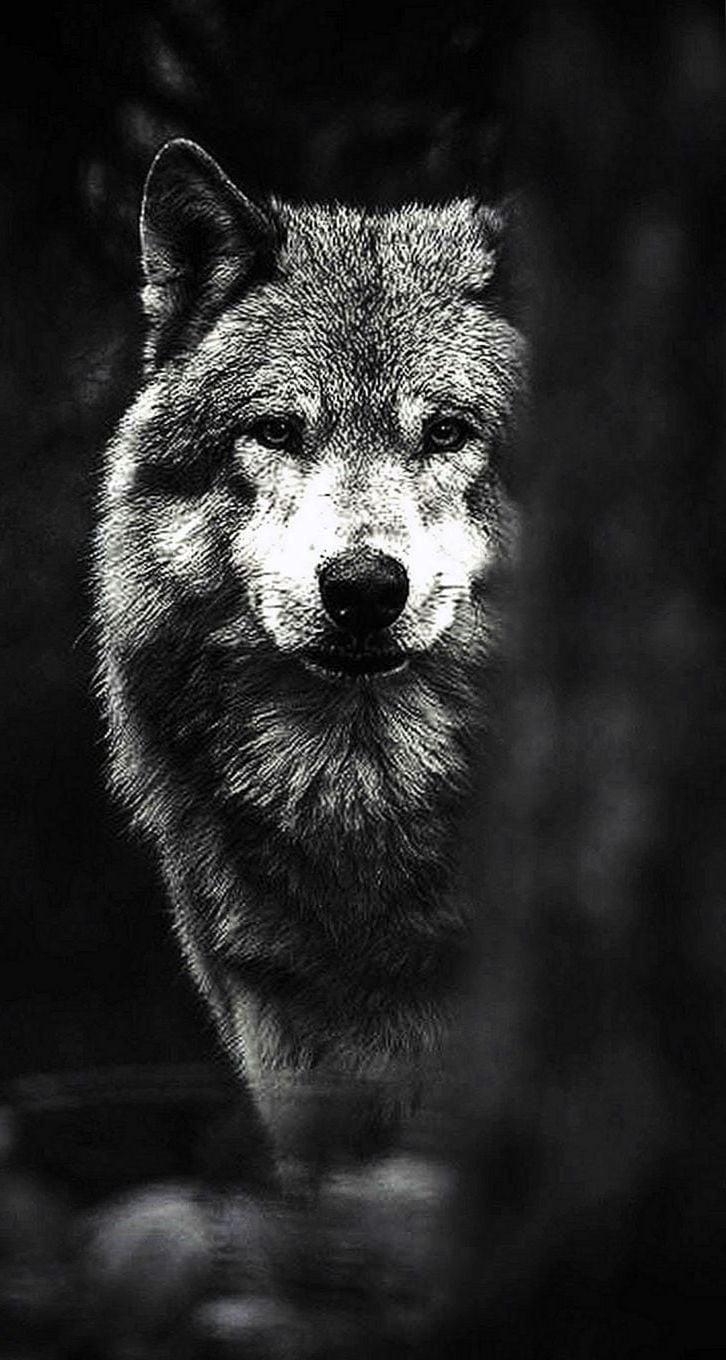 730x1360 Wolves Wallpaper IPhone 6 Wallpaper.Pro, Phone