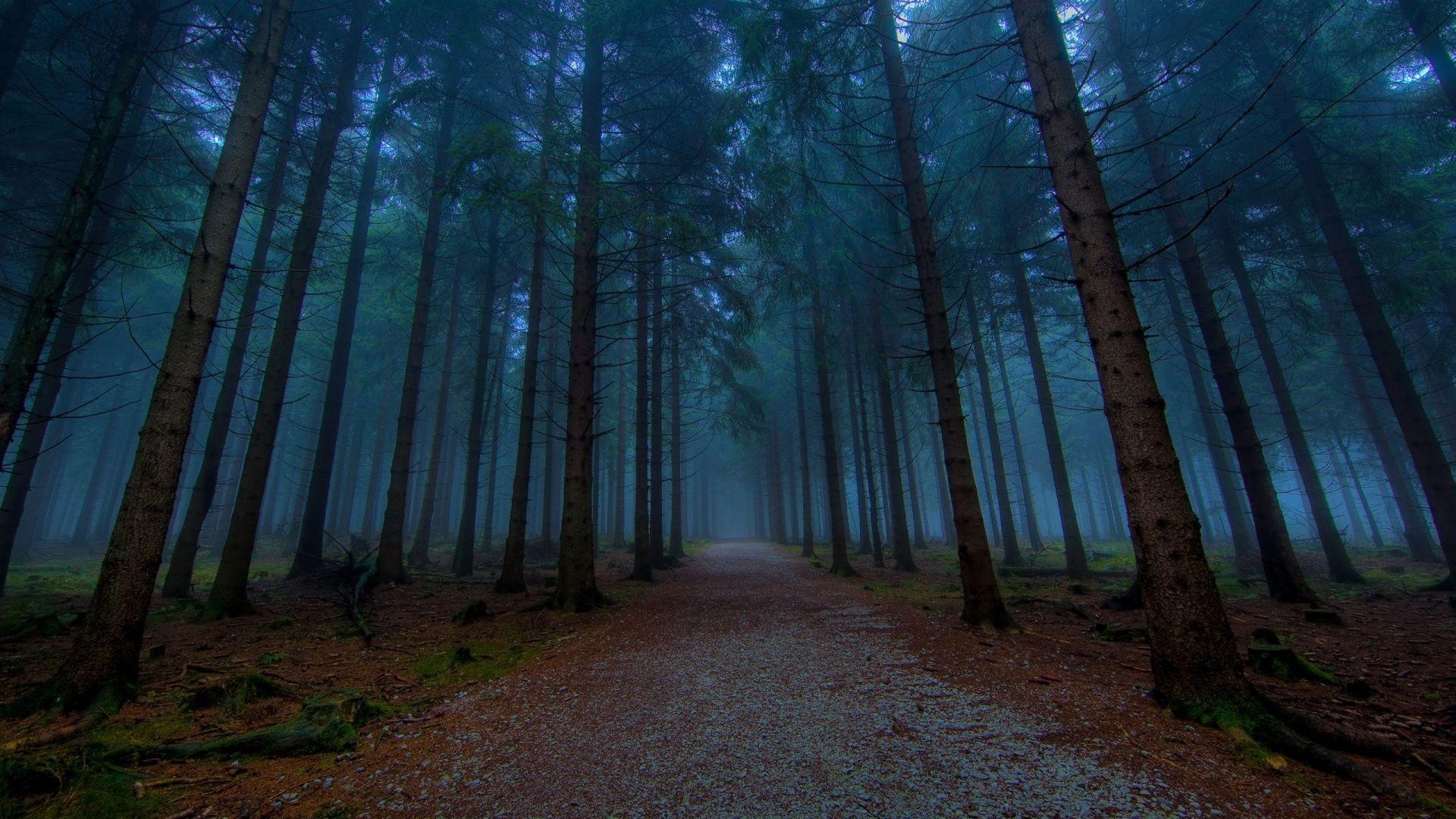 1920x1080 Dark Forest 23 HD Image Wallpaper. HD Image Wallpaper, Desktop