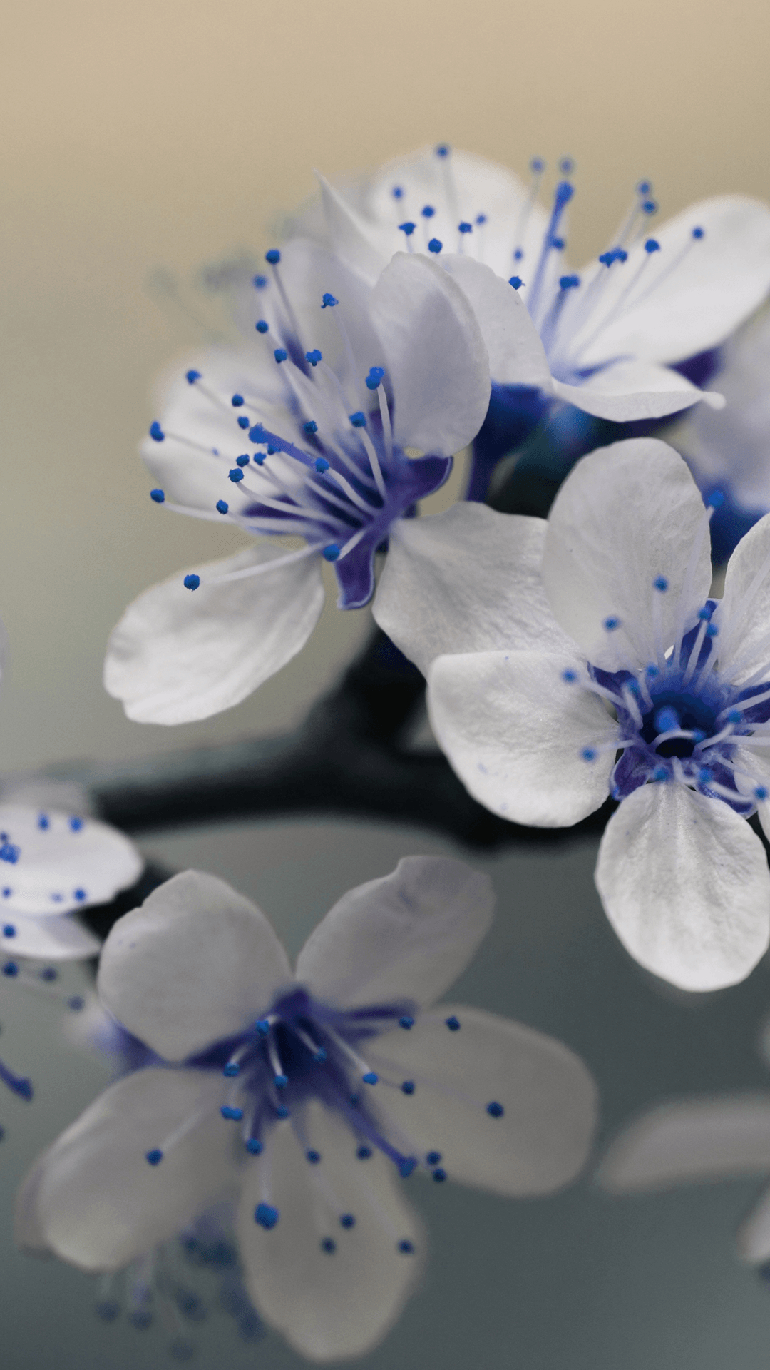 1080x1920 Free HD Beautiful Blue Flowers iPhone Wallpaper For Download.0314, Phone