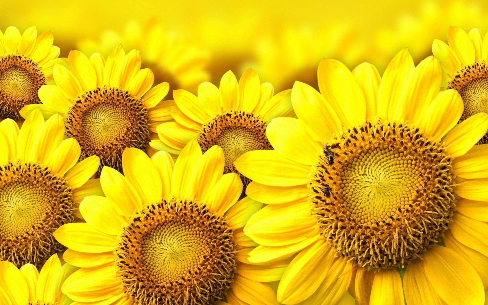 1920x1200 Yellow Sunflower Wallpaper, Desktop