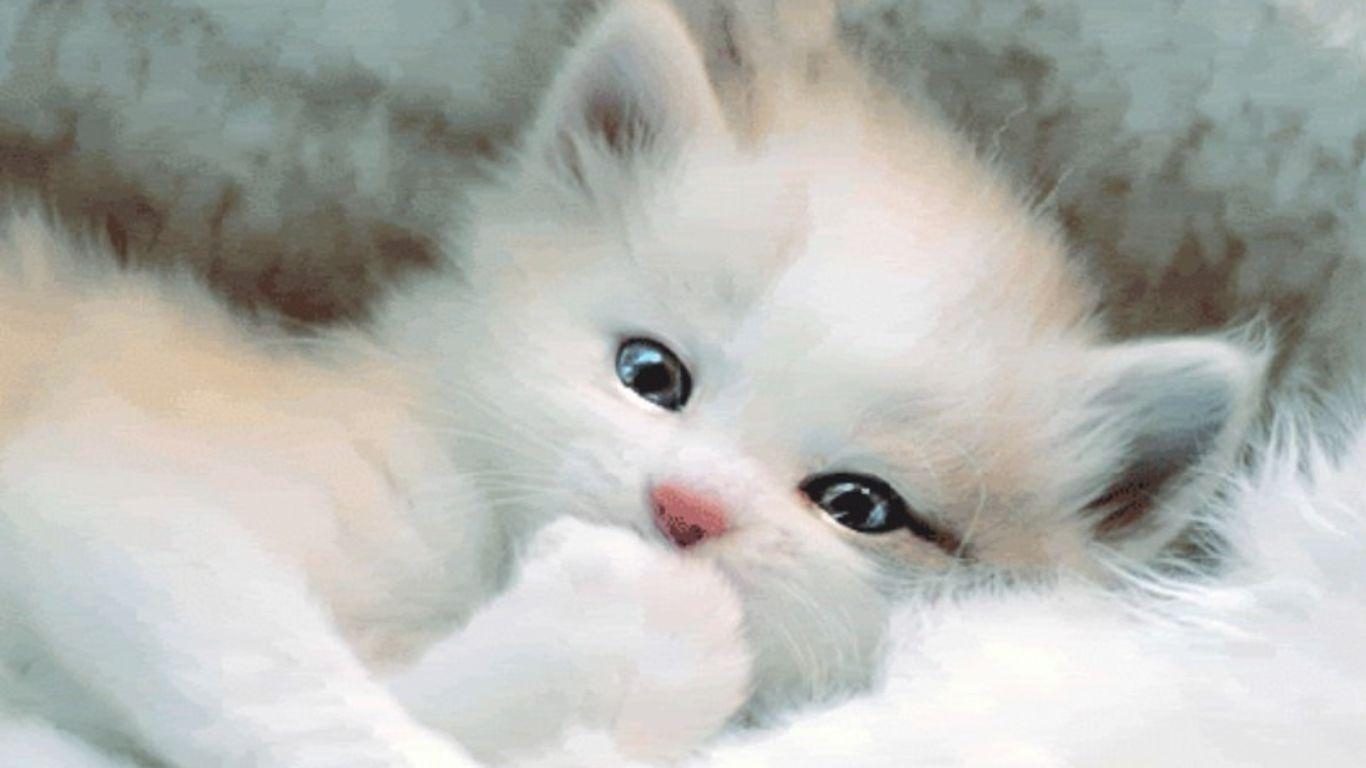 1370x770 Cute White Cat Wallpaper, Desktop