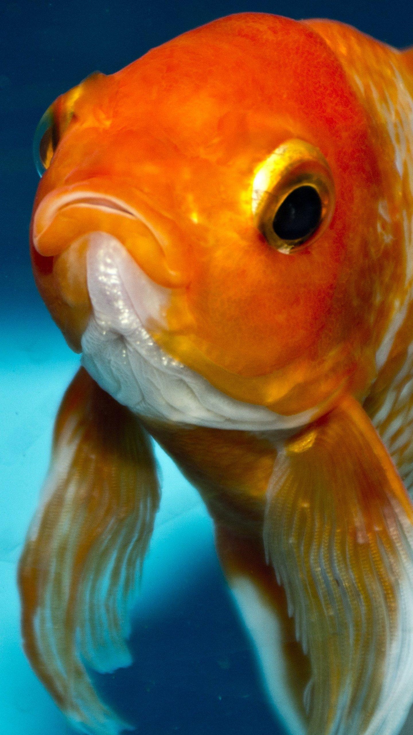 1440x2560 Goldfish Wallpaper, Android & Desktop Background, Phone