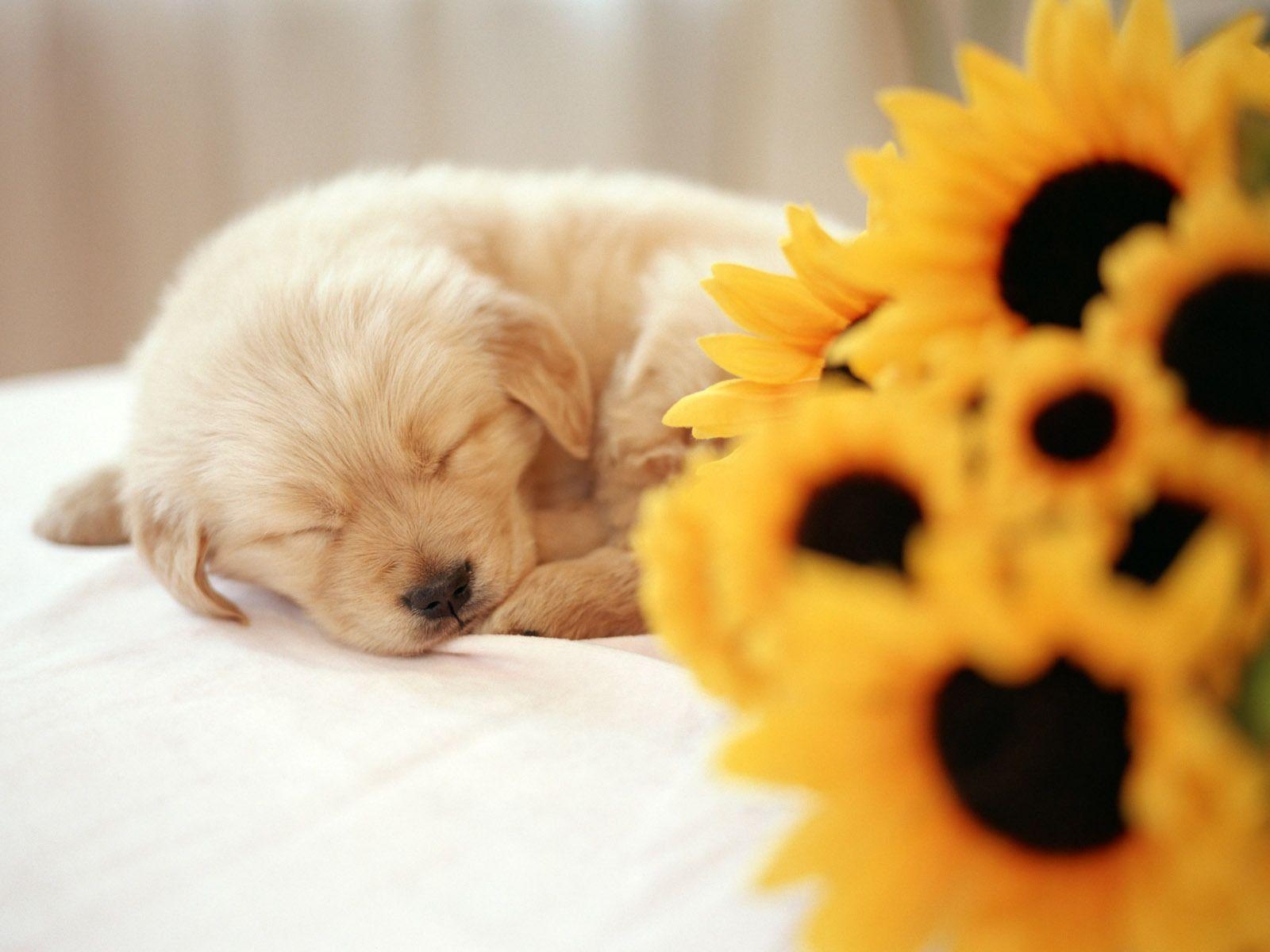 1600x1200 about Cute Puppy Wallpaper. Cute puppies, Desktop