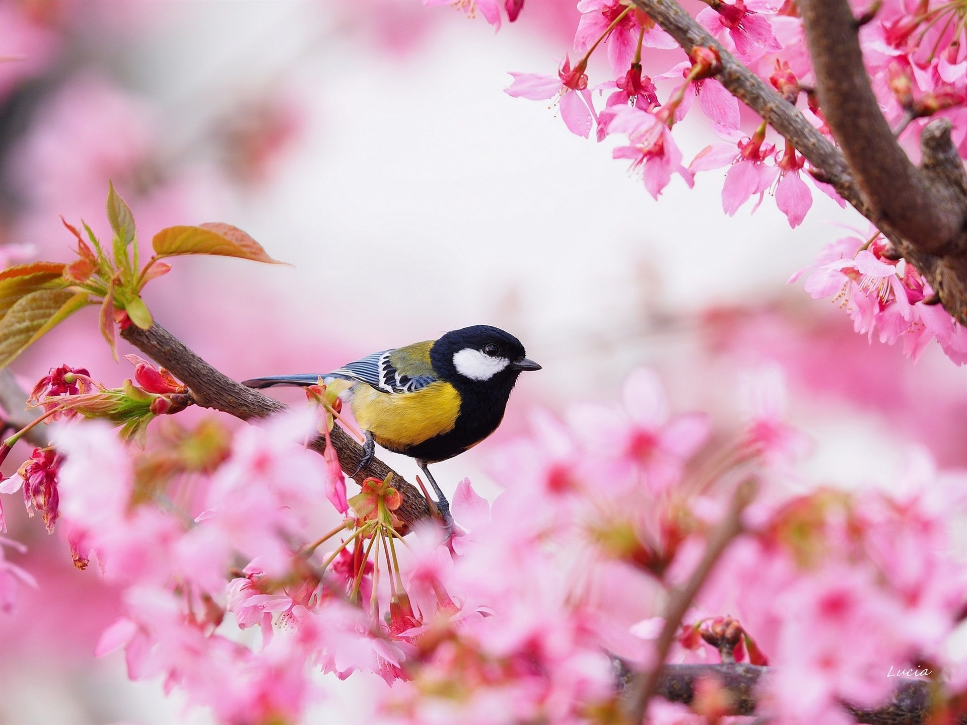 1920x1440 Wallpaper Sakura, pink flowers, bird, tit, spring  HD, Desktop