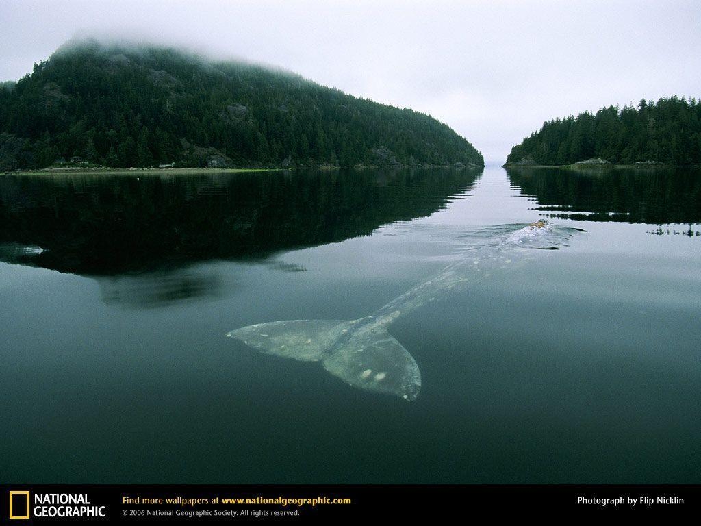 1030x770 Gray Whale in Grice Bay, Desktop