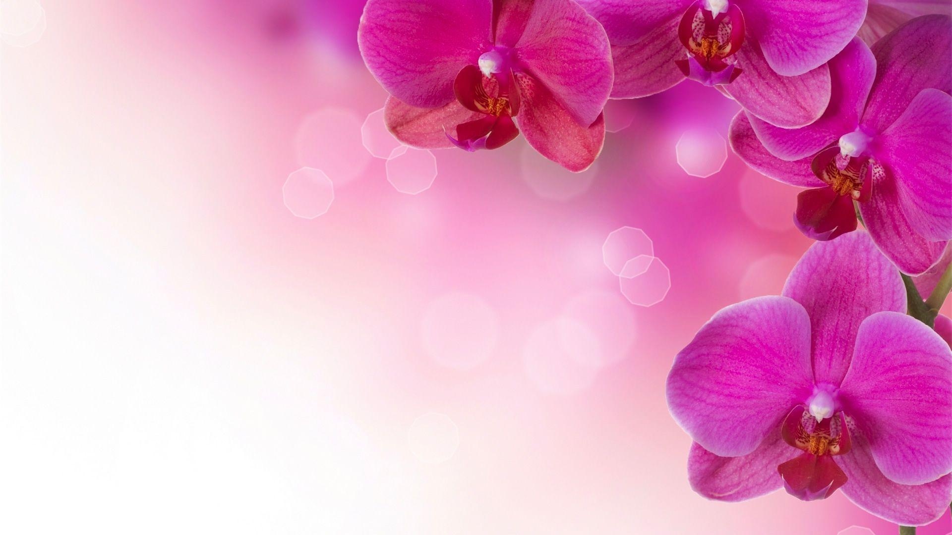 1920x1080 Flower Wallpaper 35 16340 HD Wallpaper. Wallroro, Desktop