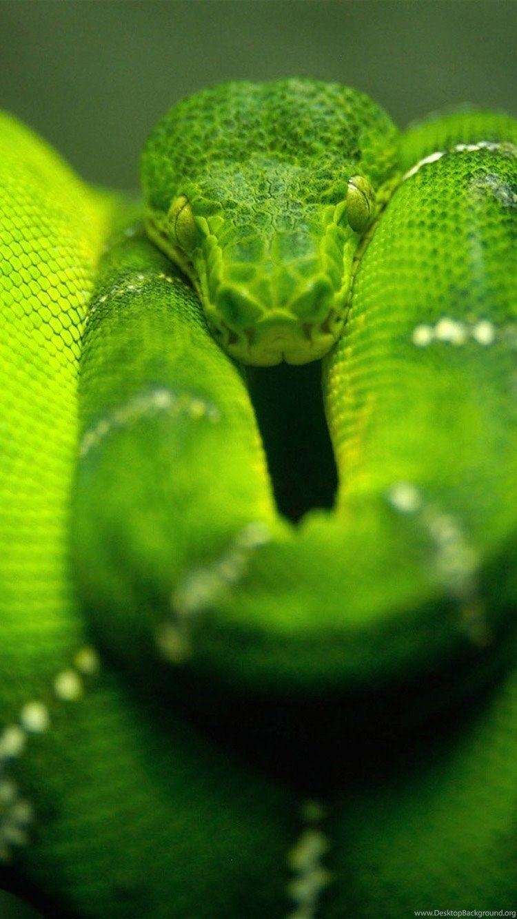 750x1340 Green Anaconda iPhone 6 Wallpaper, iPhone 6 Background And Themes, Phone