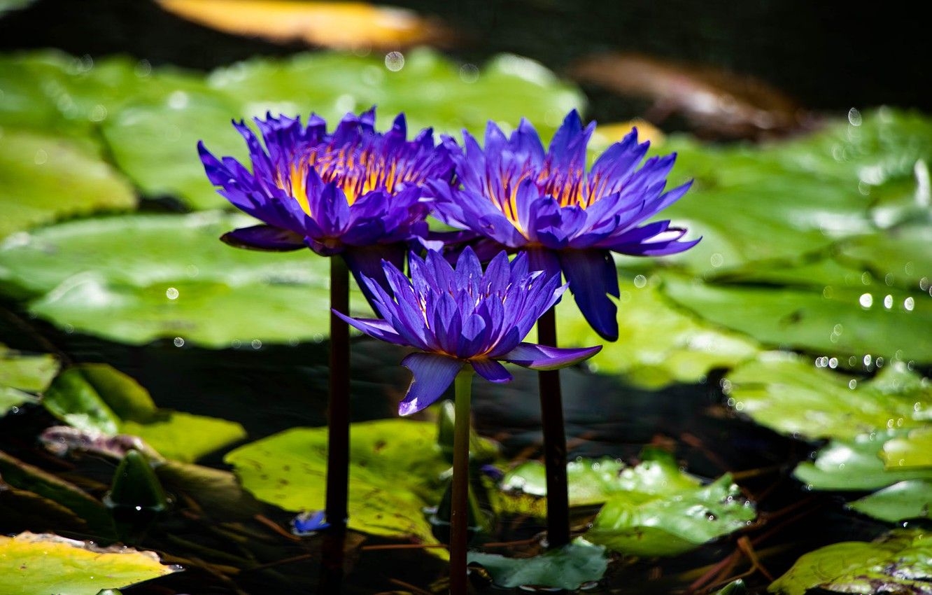 1340x850 Wallpaper leaves, light, flowers, pond, purple, water lilies, pond, Desktop