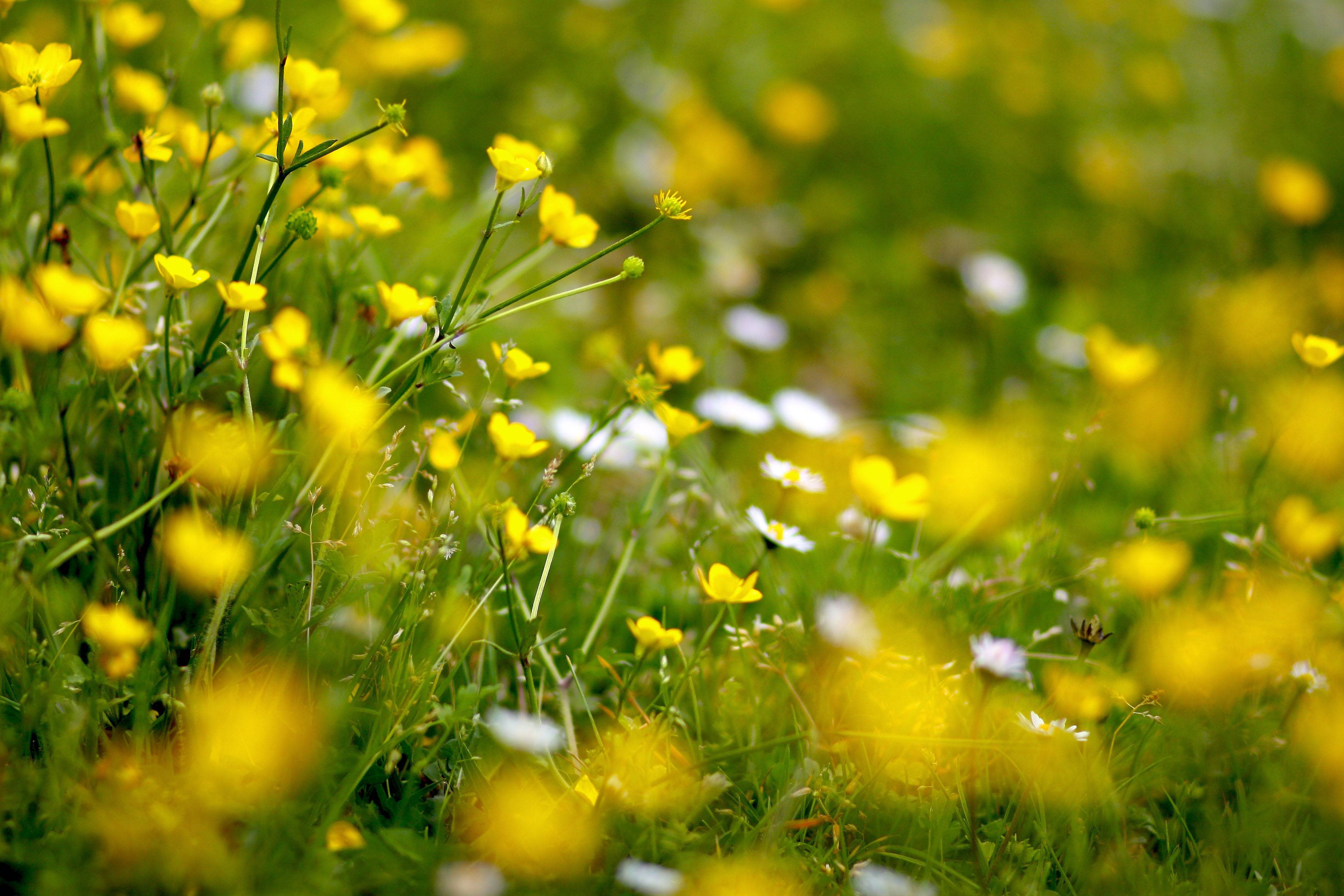 4280x2850 Spring meadow with flowers wallpaper and image, Desktop