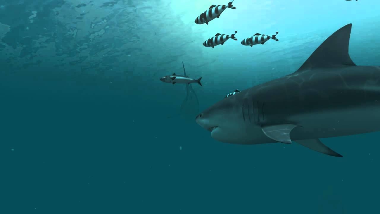 1280x720 Sharks 3D Live Wallpaper and.youtube.com, Desktop