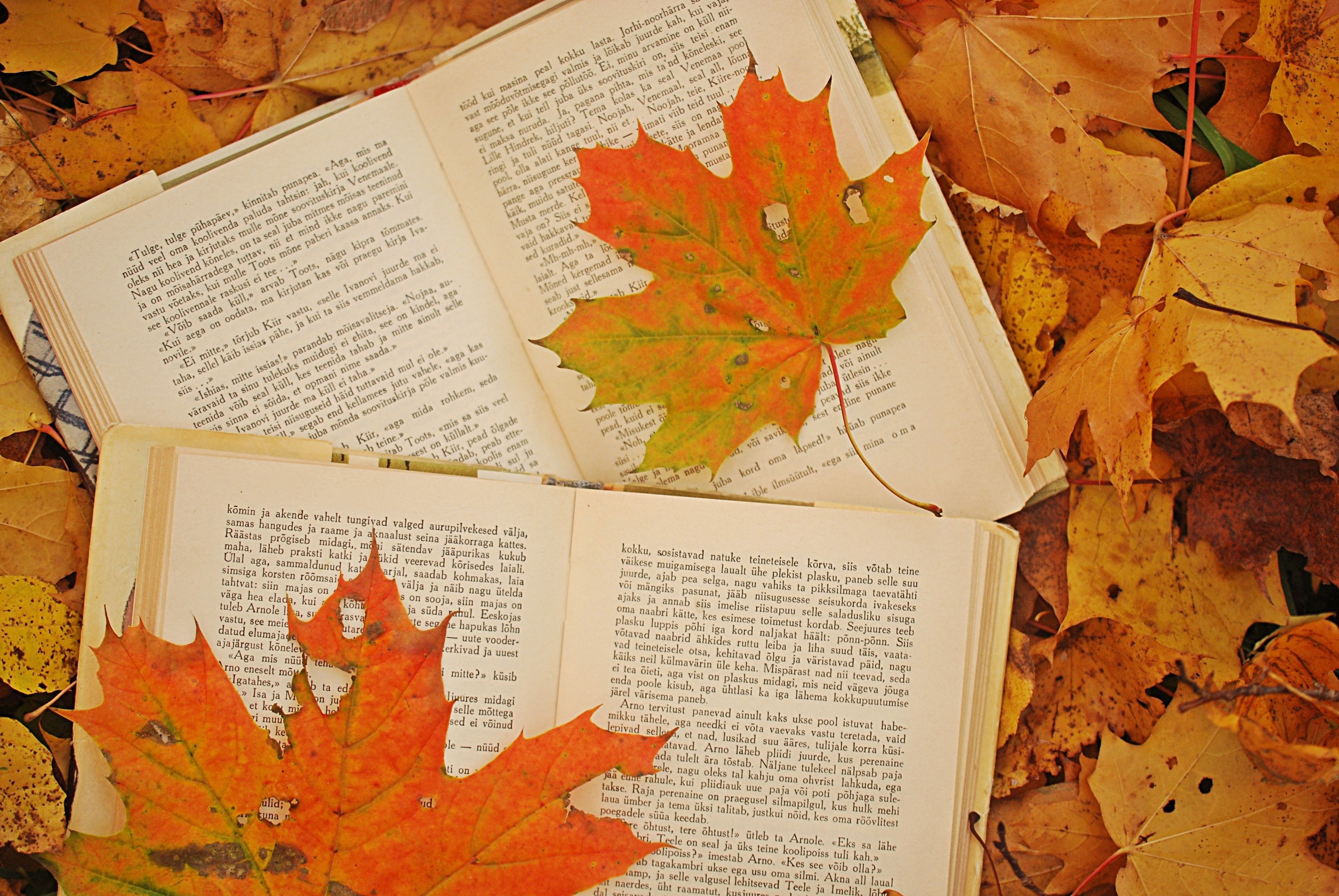 3880x2600 Image detail for -Picture, autumn, leaves, maple, books wallpaper, Desktop