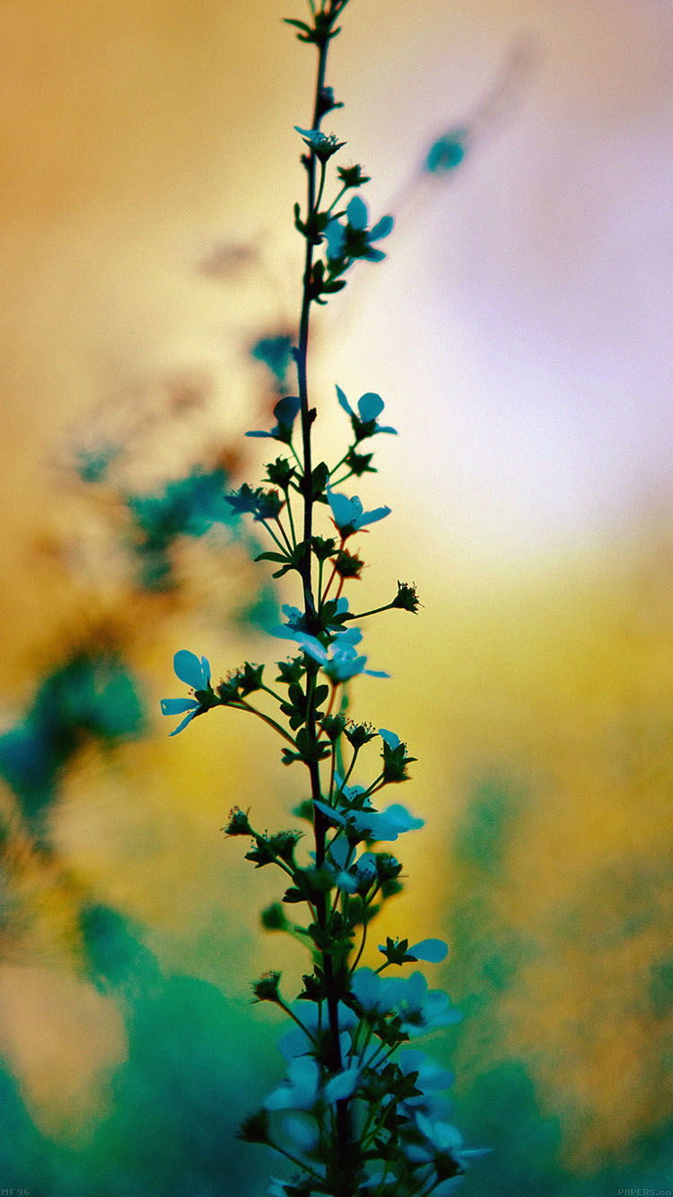 750x1340 iPhone 6 Wallpaper flower sunny bright day bokeh nature, Phone