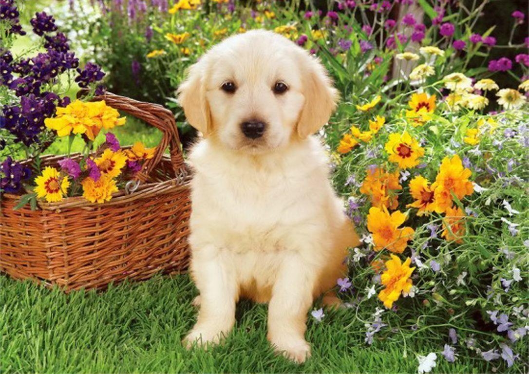 1090x770 Spring Dog Wallpaper Free Spring Dog Background, Desktop