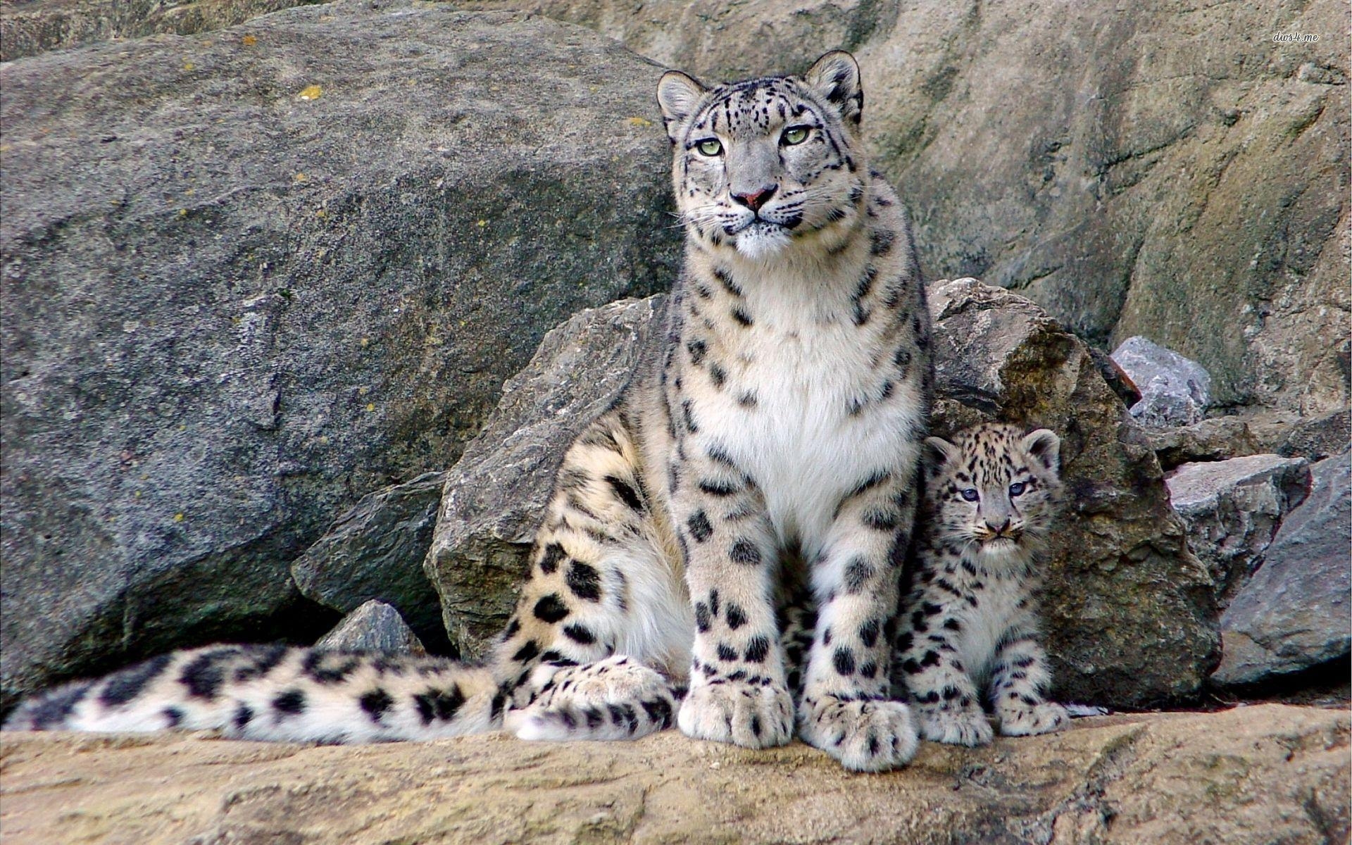 1920x1200 Snow Leopard Wallpaper Full HD, Desktop