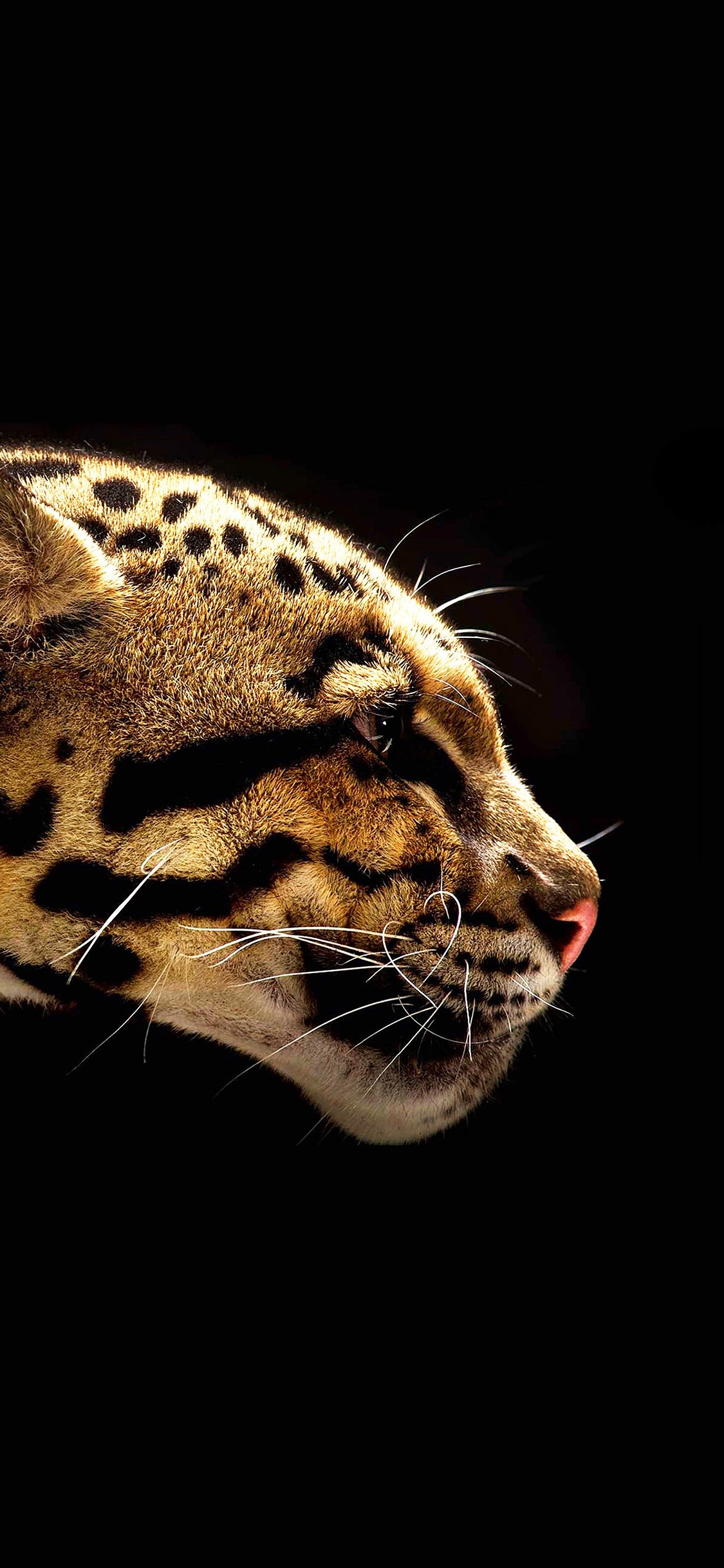 1130x2440 wallpaper wild cat b animal, Phone