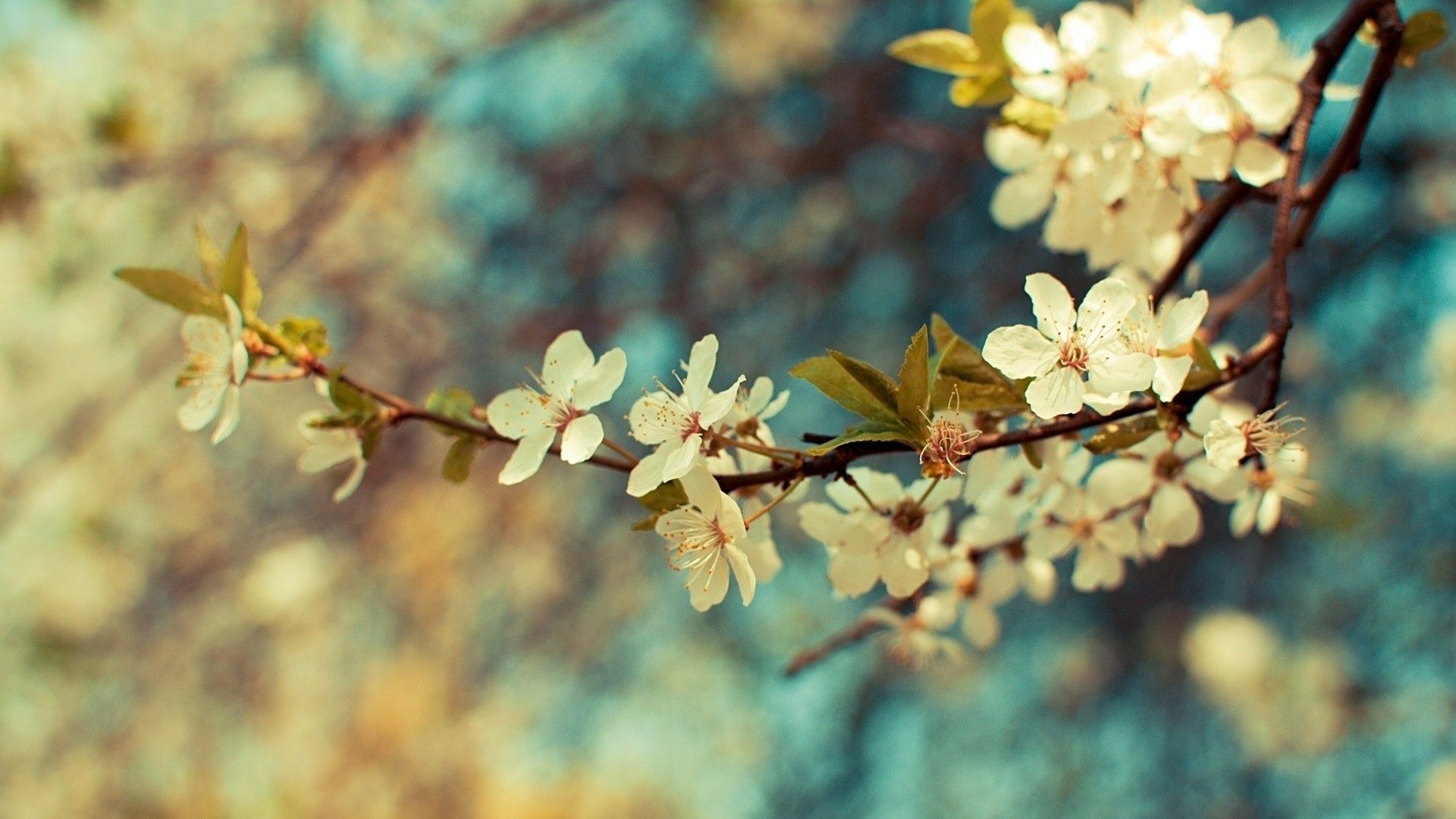 1920x1080 Rustic Spring Desktop Wallpaper Image Free, Desktop