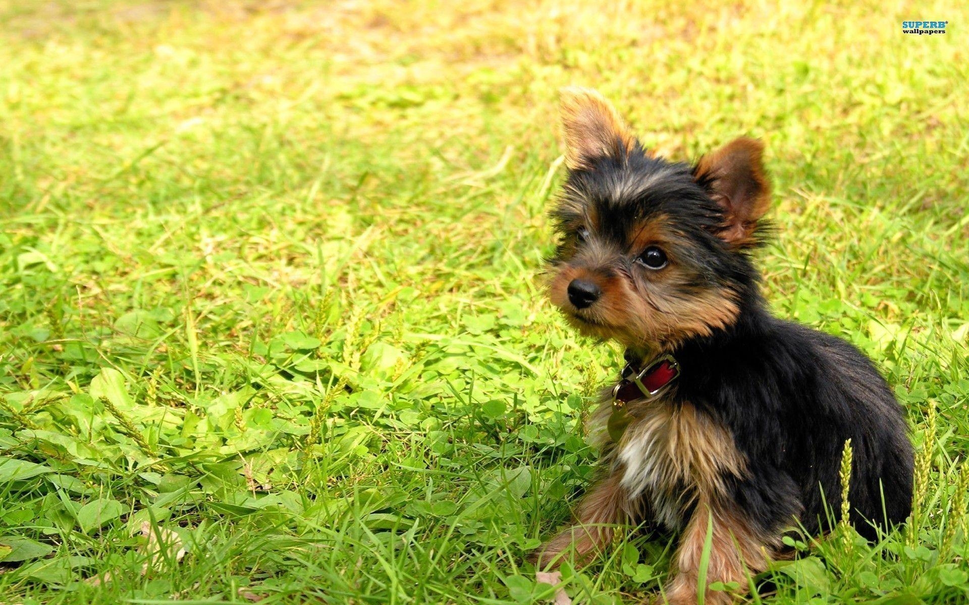 1920x1200 Yorkshire Terrier Animal wallpaper, Desktop