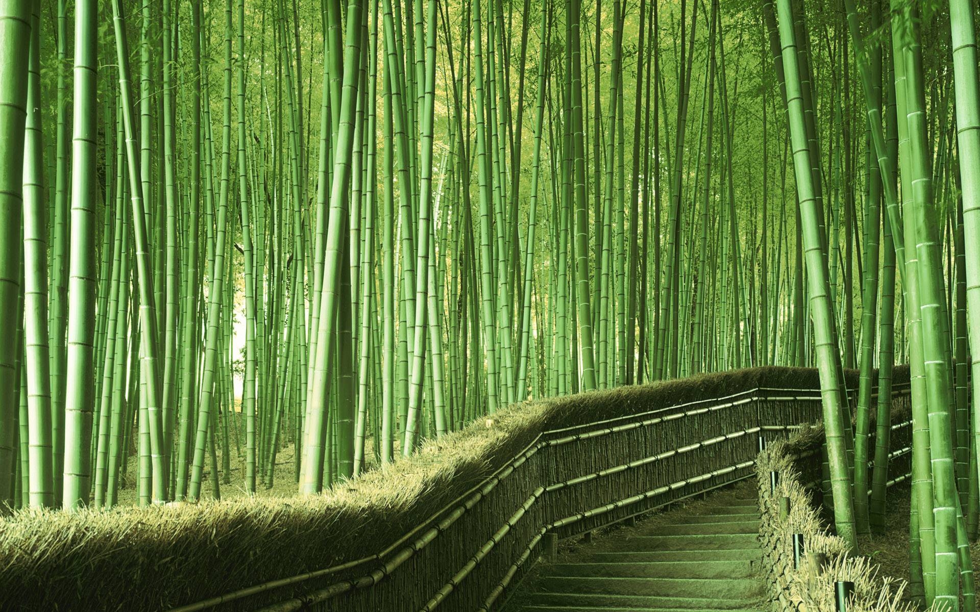 1920x1200 Arashiyama Wallpaper Free Arashiyama Background, Desktop