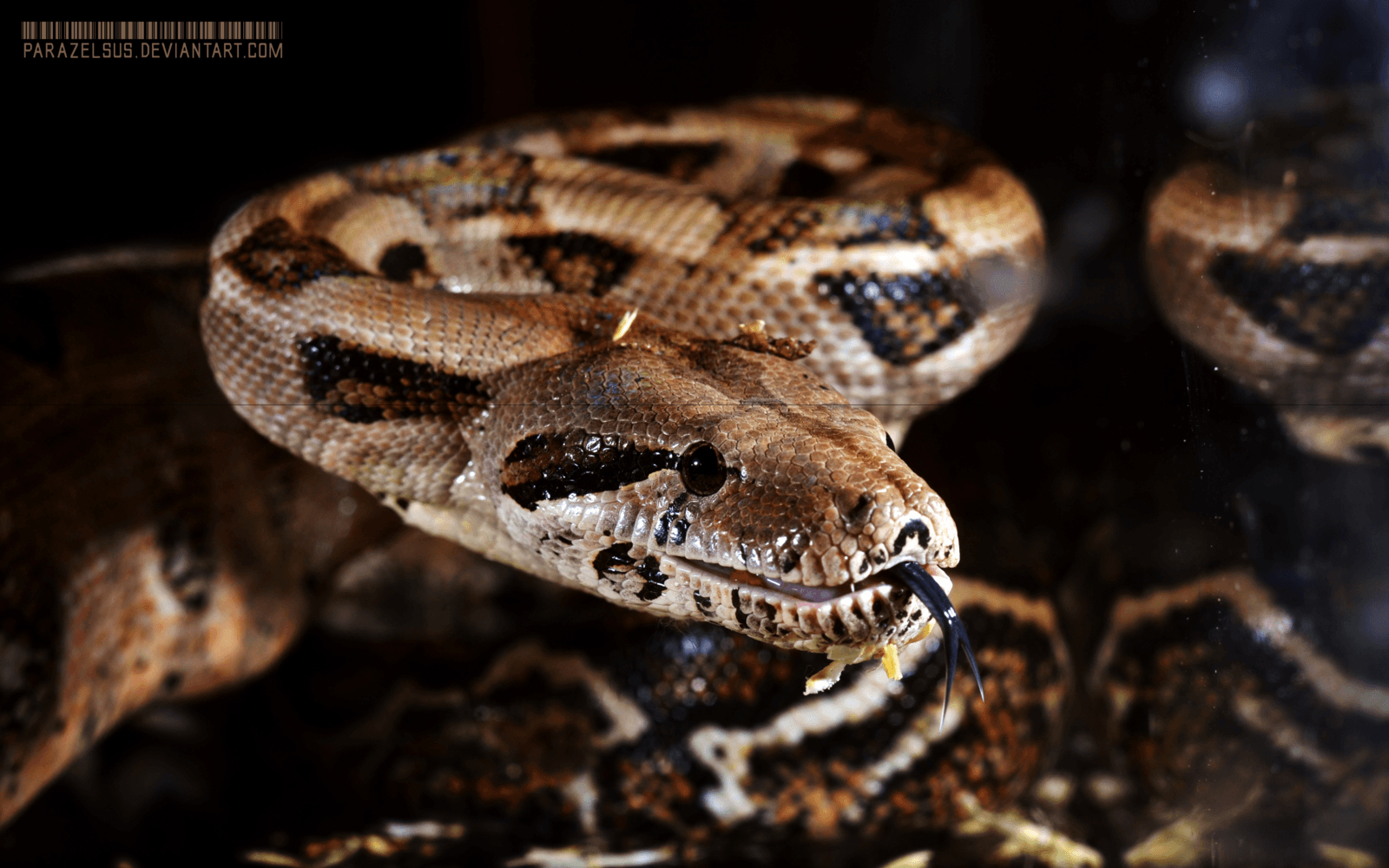 1600x1000 Boa Constrictor Imperator sp. Firebelly 016, Desktop