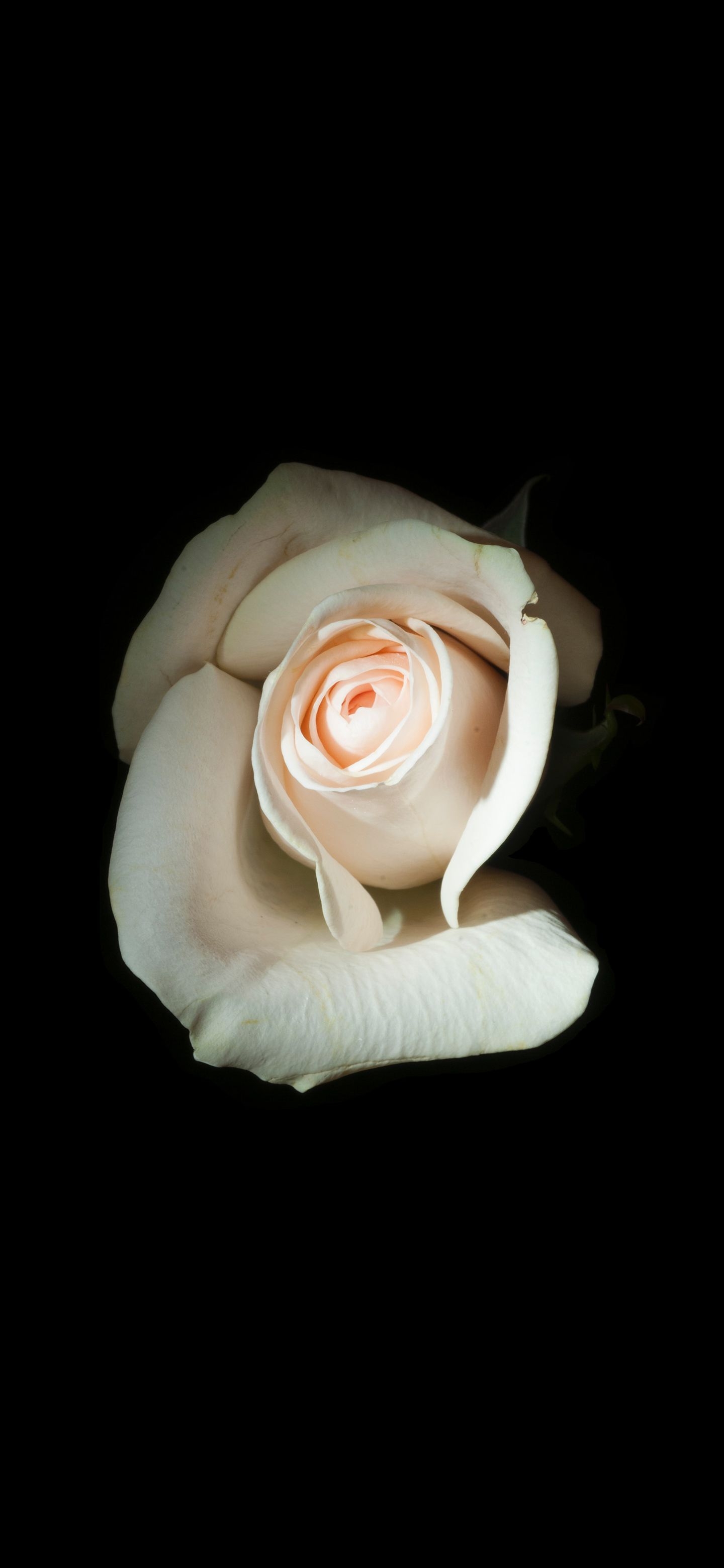 1440x3120 White rose Amoled Wallpaper, Phone