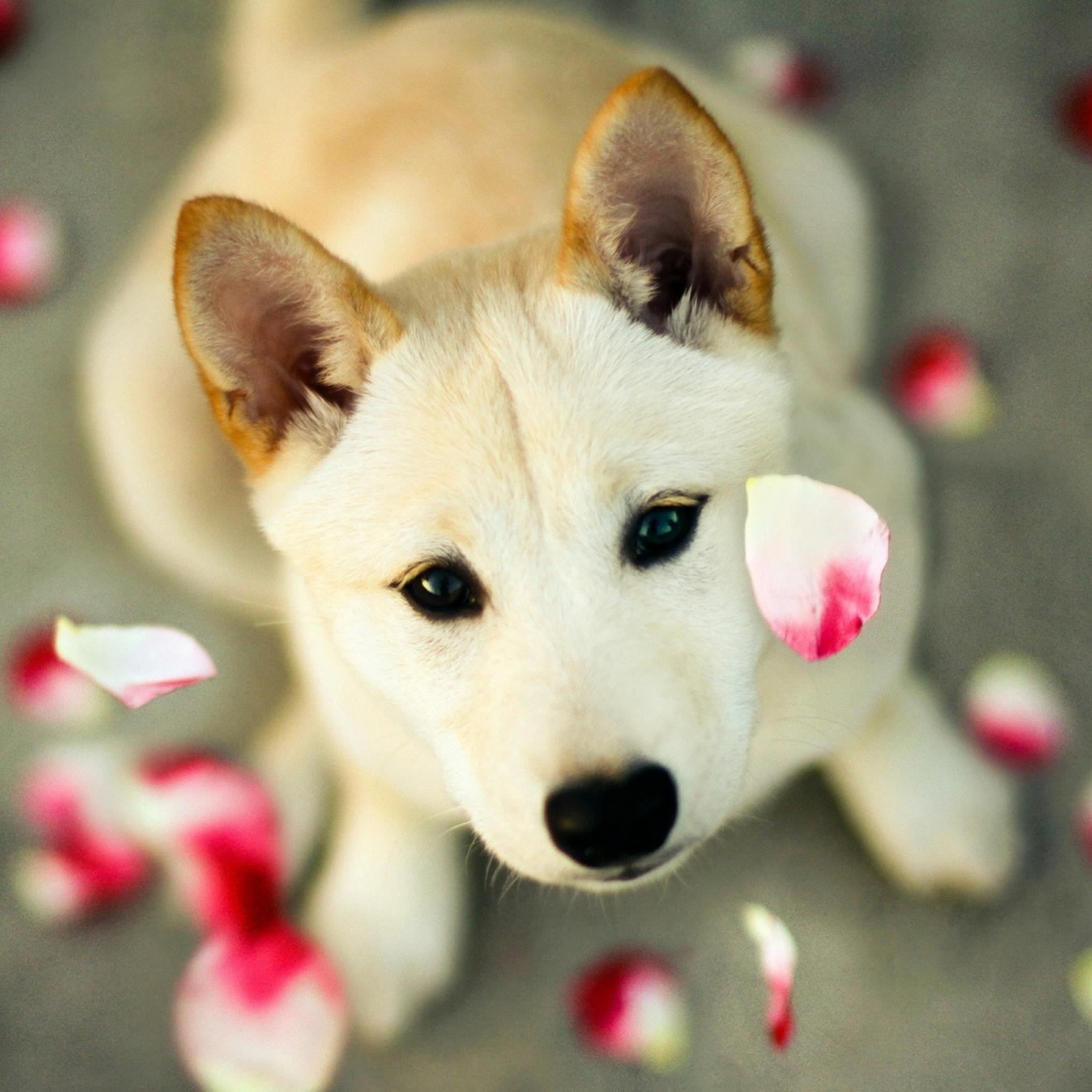 2050x2050 Dog Pet Looking Up Pink Petal iPad Air Wallpaper Free Download, Phone