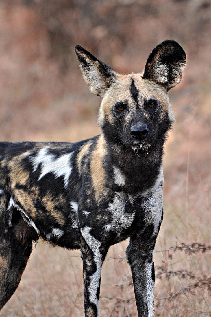 730x1100 Wildlife of the World: African Wild Dog Wallpaper 2012, Phone