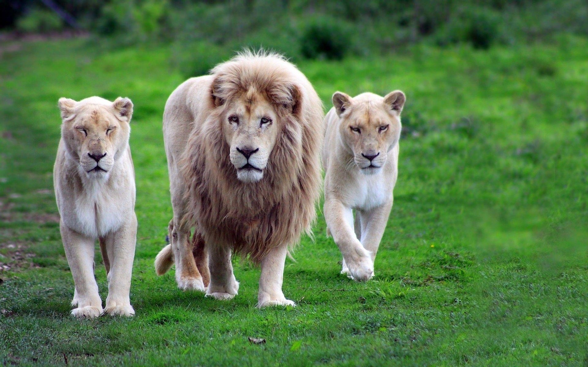 1920x1200 Nature animals lions wildcat white lions africa wallpaper, Desktop