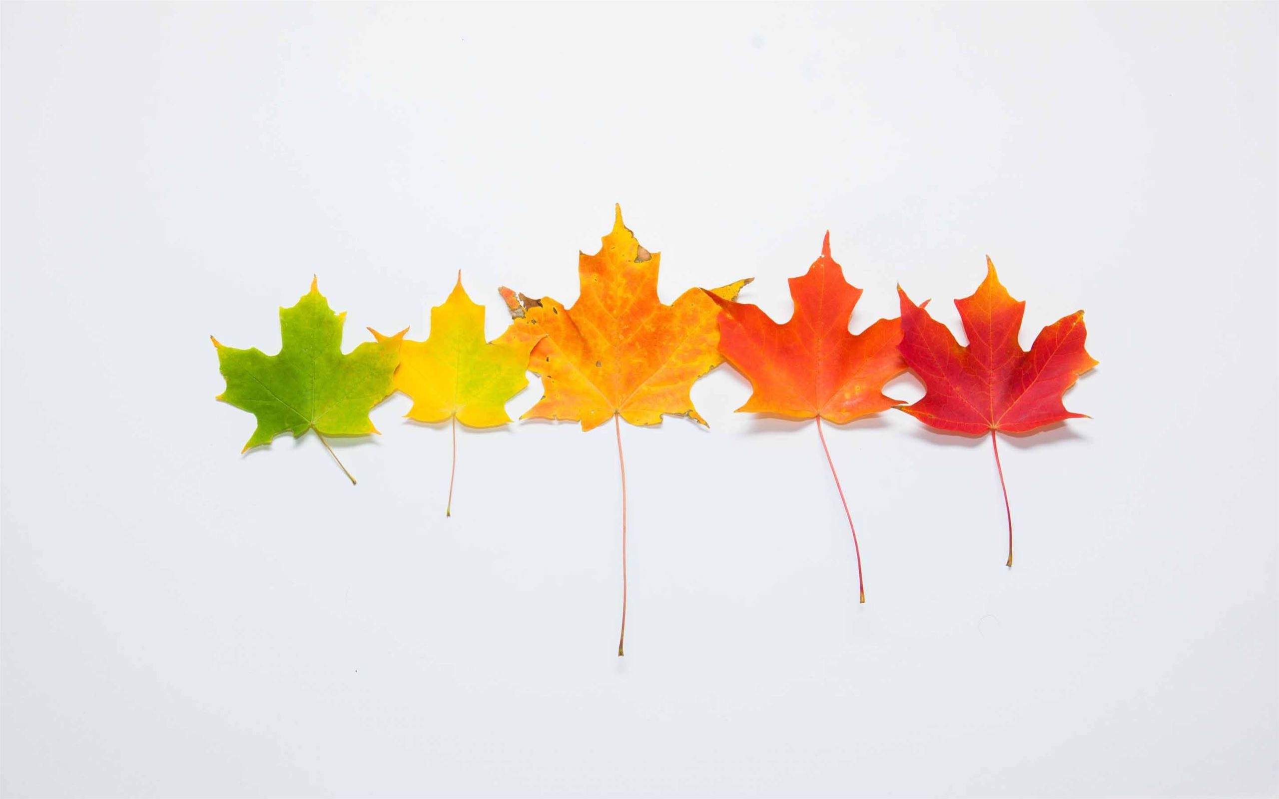 2560x1600 Fall Gradient MacBook Air Wallpaper Download, Desktop