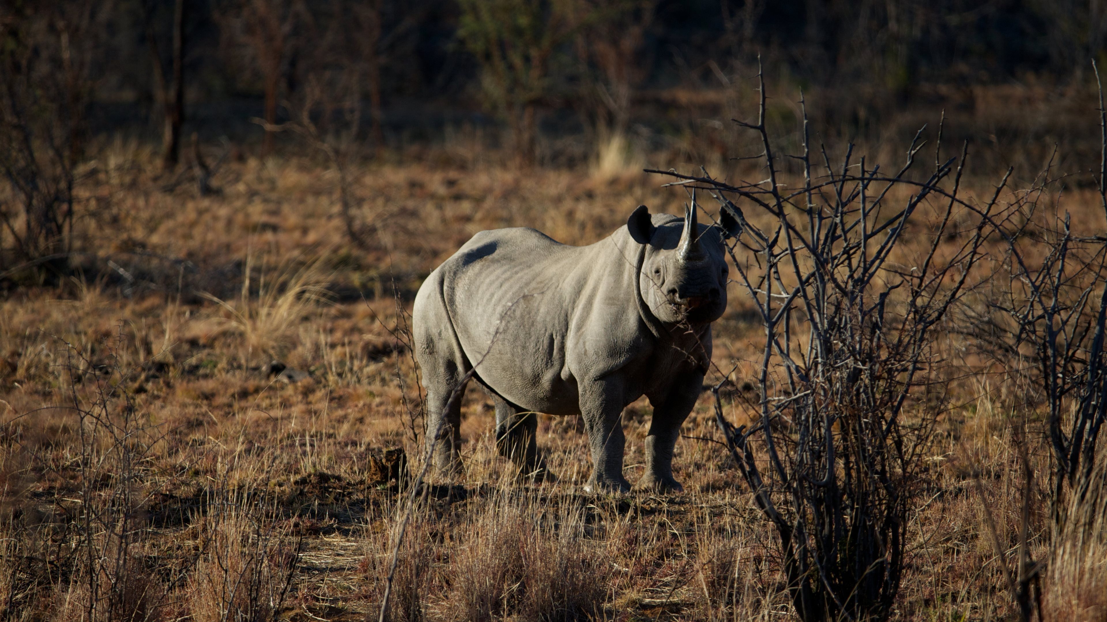 3840x2160 Rhinoceros Widescreen Wallpaper 15371, Desktop