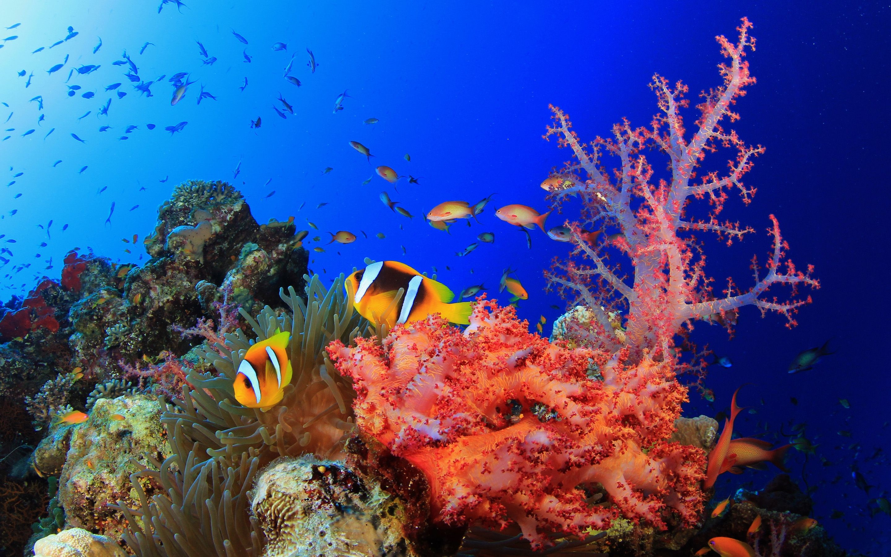 2880x1800 Underwater. Coral wallpaper, Fishing painting canvas, Nature wallpaper, Desktop