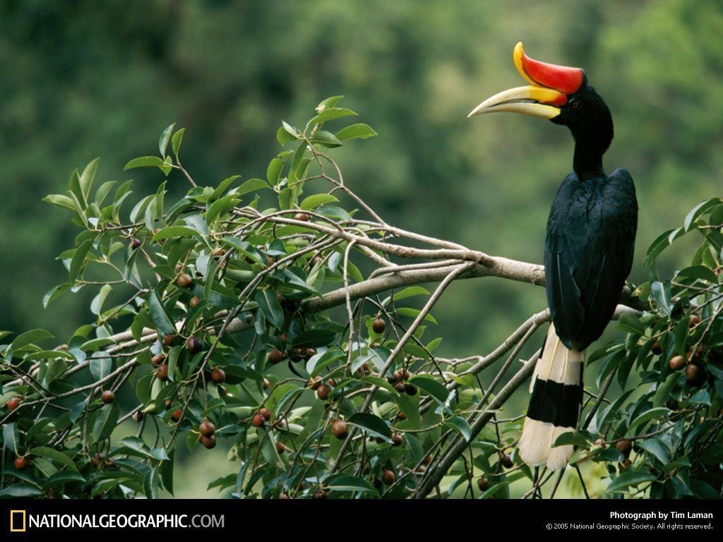 1030x770 Rhinoceros hornbill, Desktop