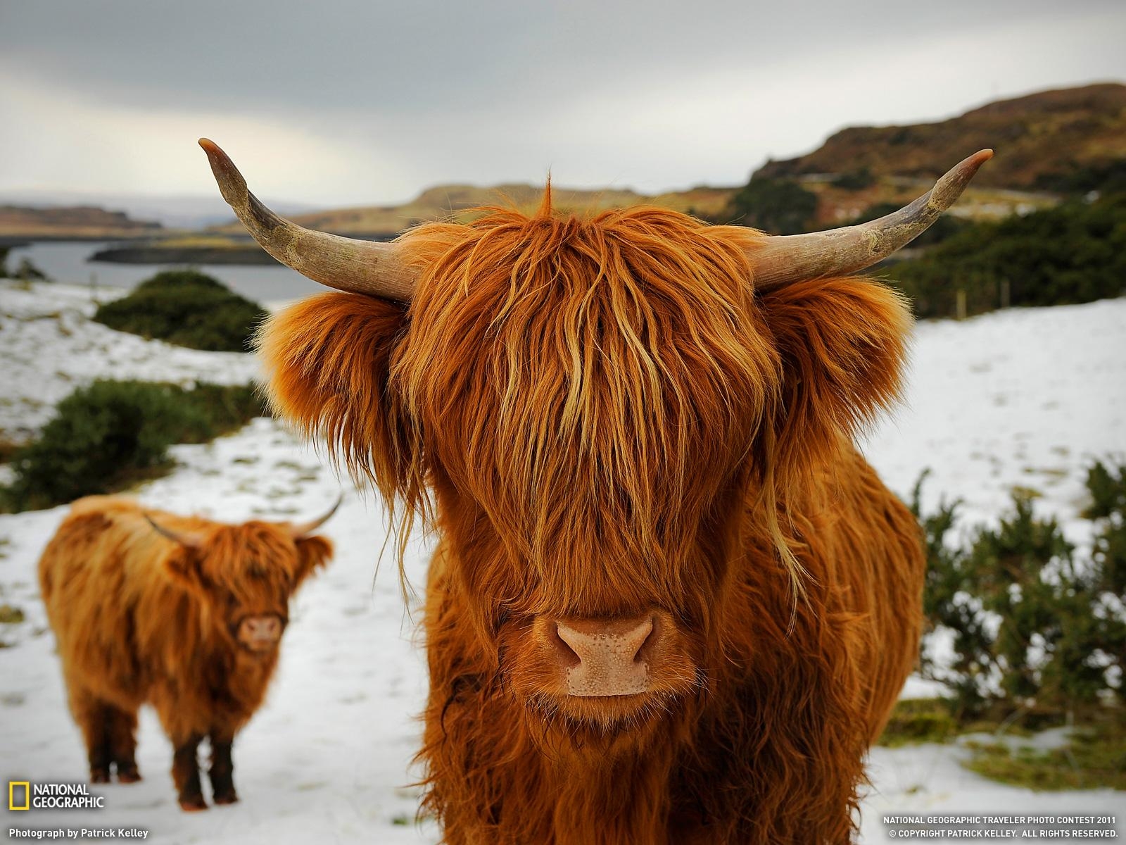 1600x1200 Free download Highland Cattle Picture Animal Wallpaper, Desktop