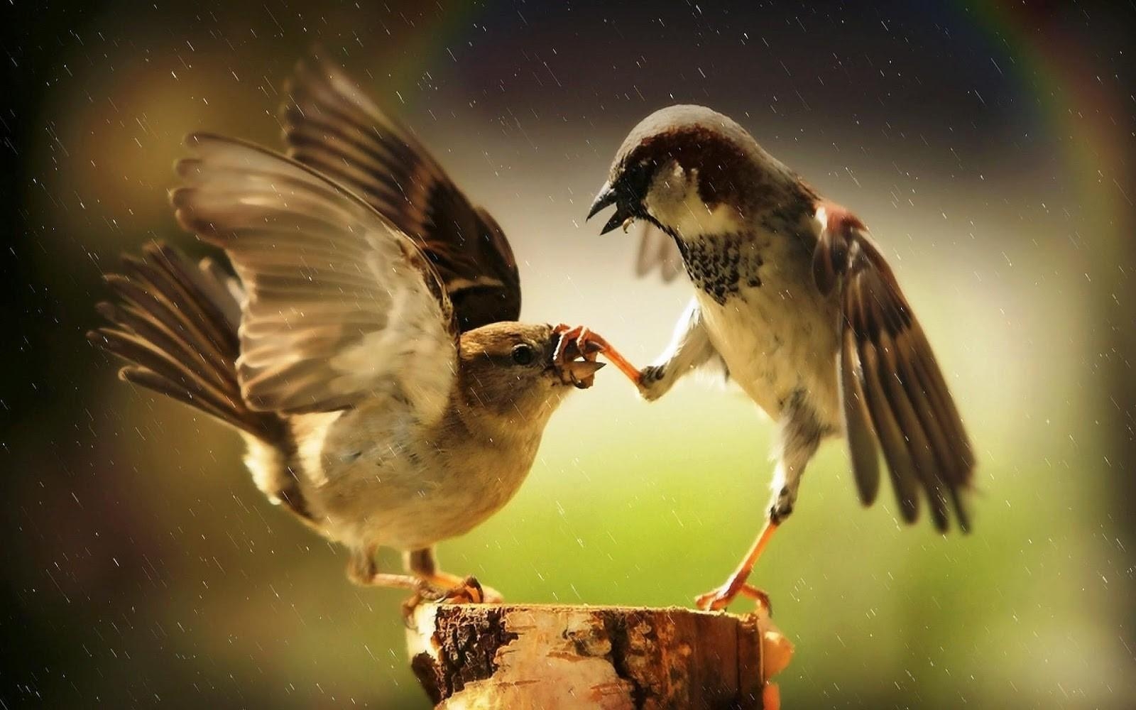 1600x1000 Two Fighting Sparrow in Rain, Desktop