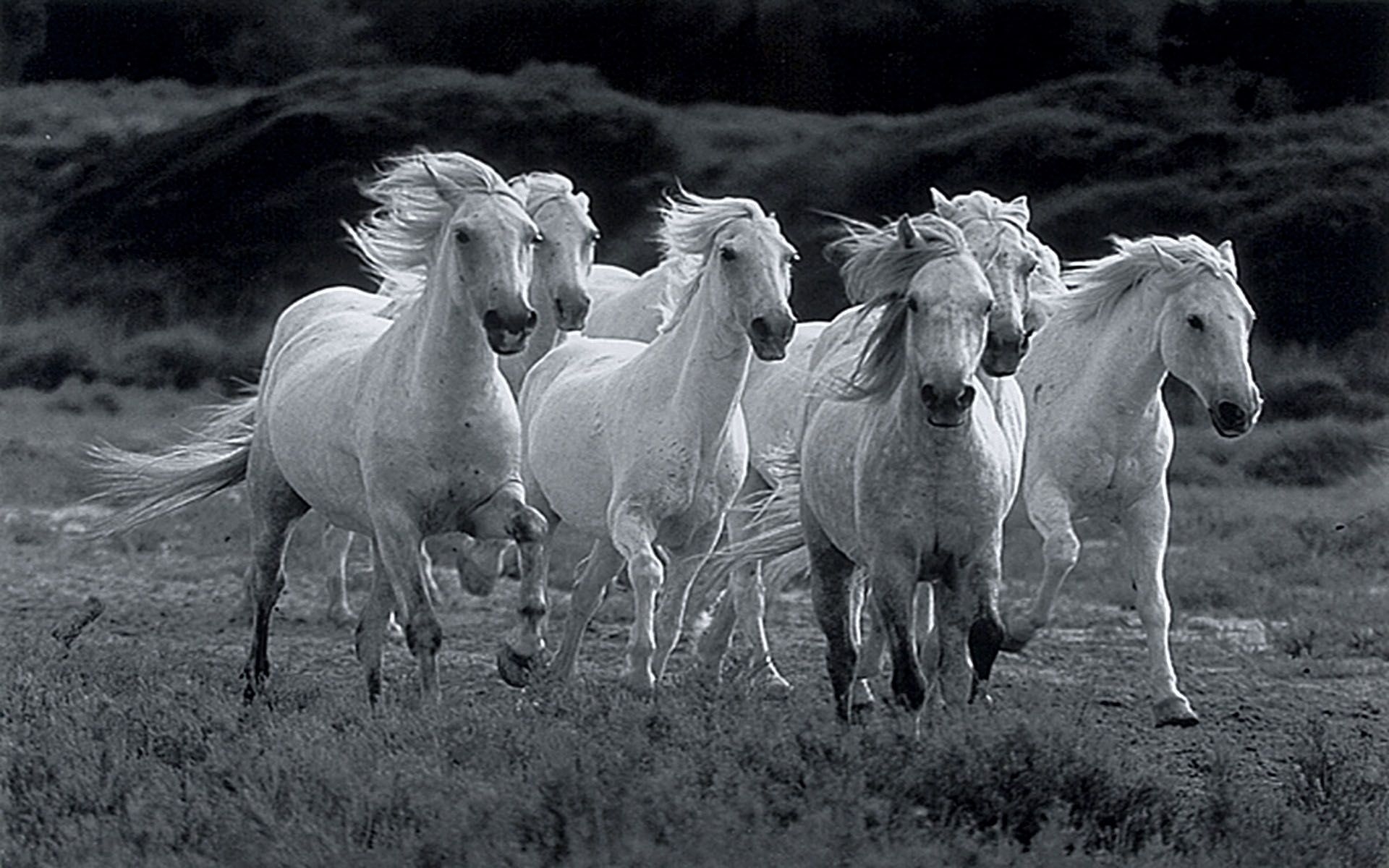 1920x1200 All The Pretty Horses Movie Wallpaper 894927 Running White Horses Wallpaper & Background Download, Desktop