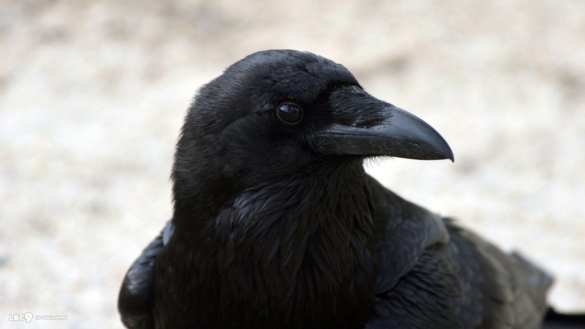 1920x1080 Raven Wallpaper 9 39. Birds HD Background, Desktop