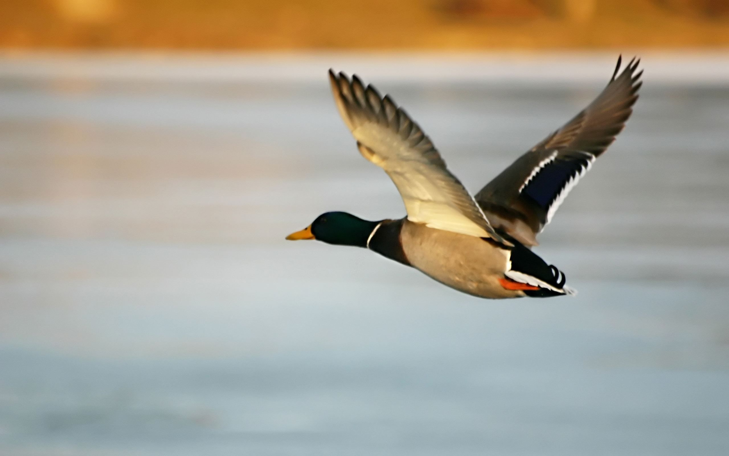 2560x1600 Duck mid flight desktop PC and Mac wallpaper. Duck wallpaper, Bird wallpaper, Animal quotes, Desktop