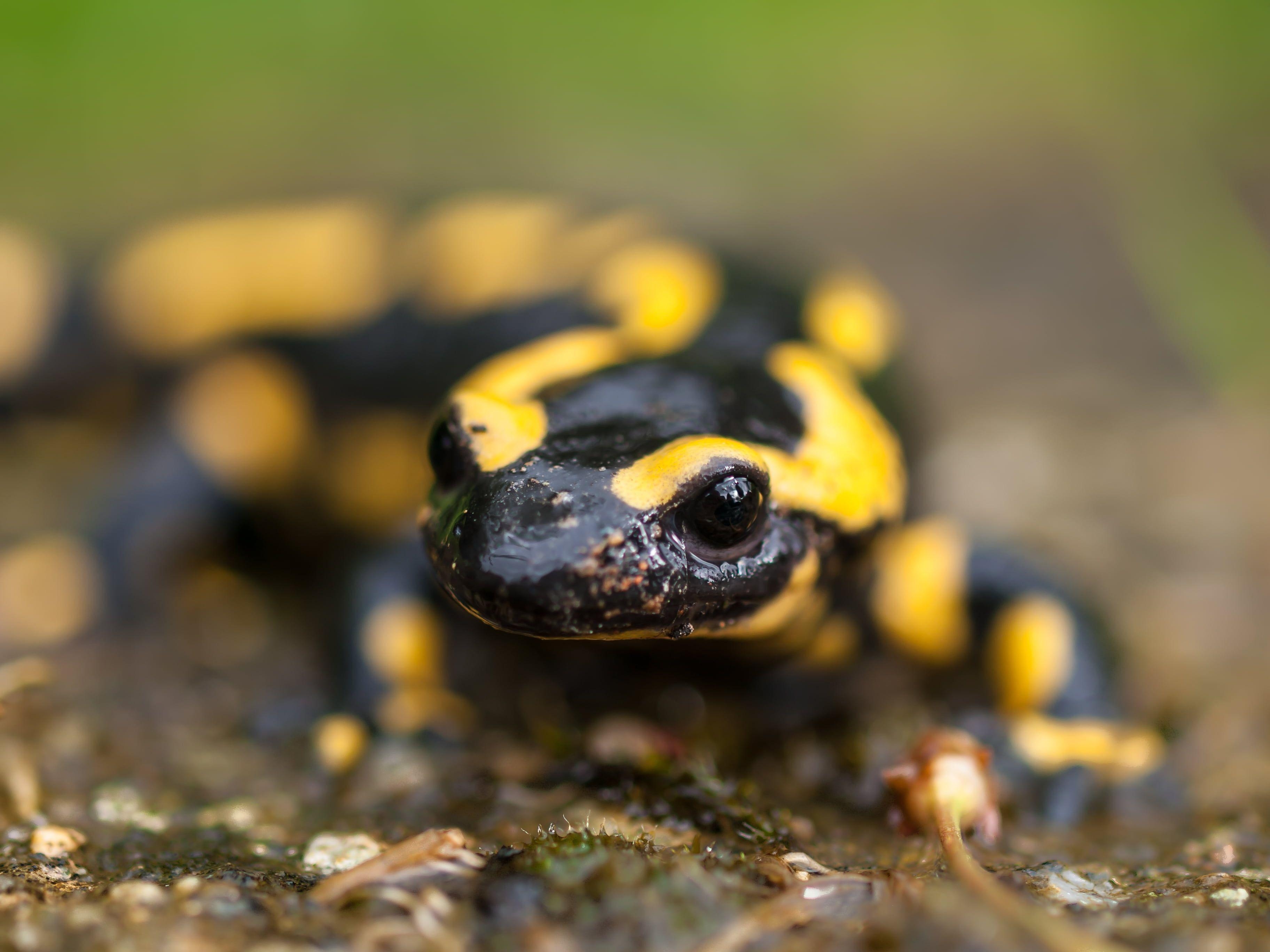 3650x2740 Yellow and black gecko, fire salamander HD wallpaper, Desktop