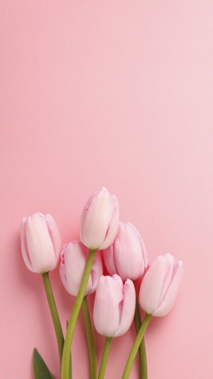 720x1280 Pastel Tulips Wallpaper Free Pastel Tulips Background, Phone