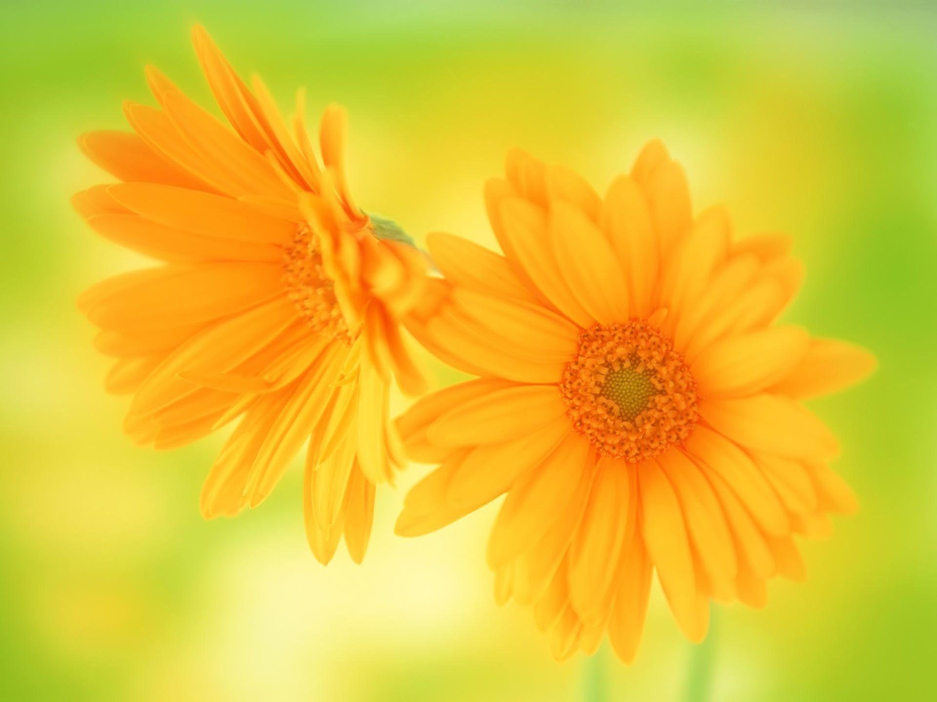 1920x1440 Desktop Wallpaper · Gallery · Windows 7 · Yellow flowers picture, Desktop