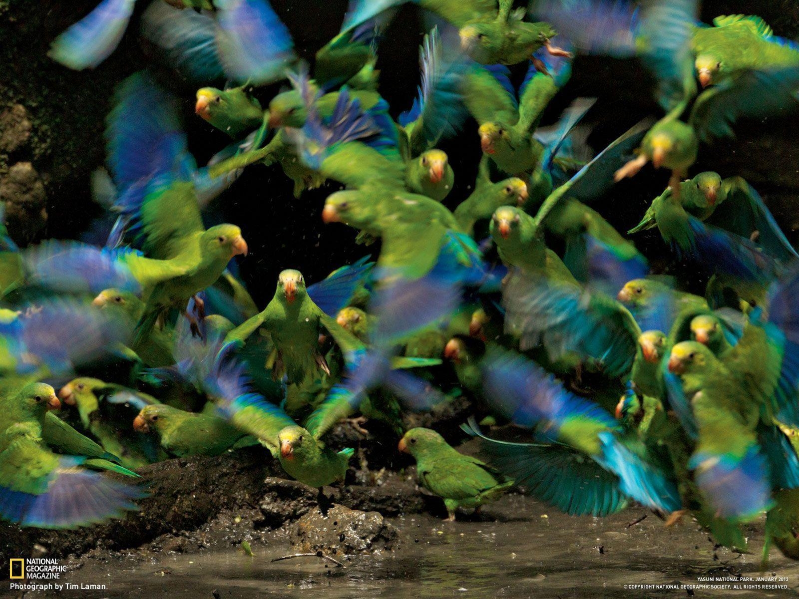 1600x1200 Parakeet Picture - Bird Wallpaper - National Geographic Photo, Desktop