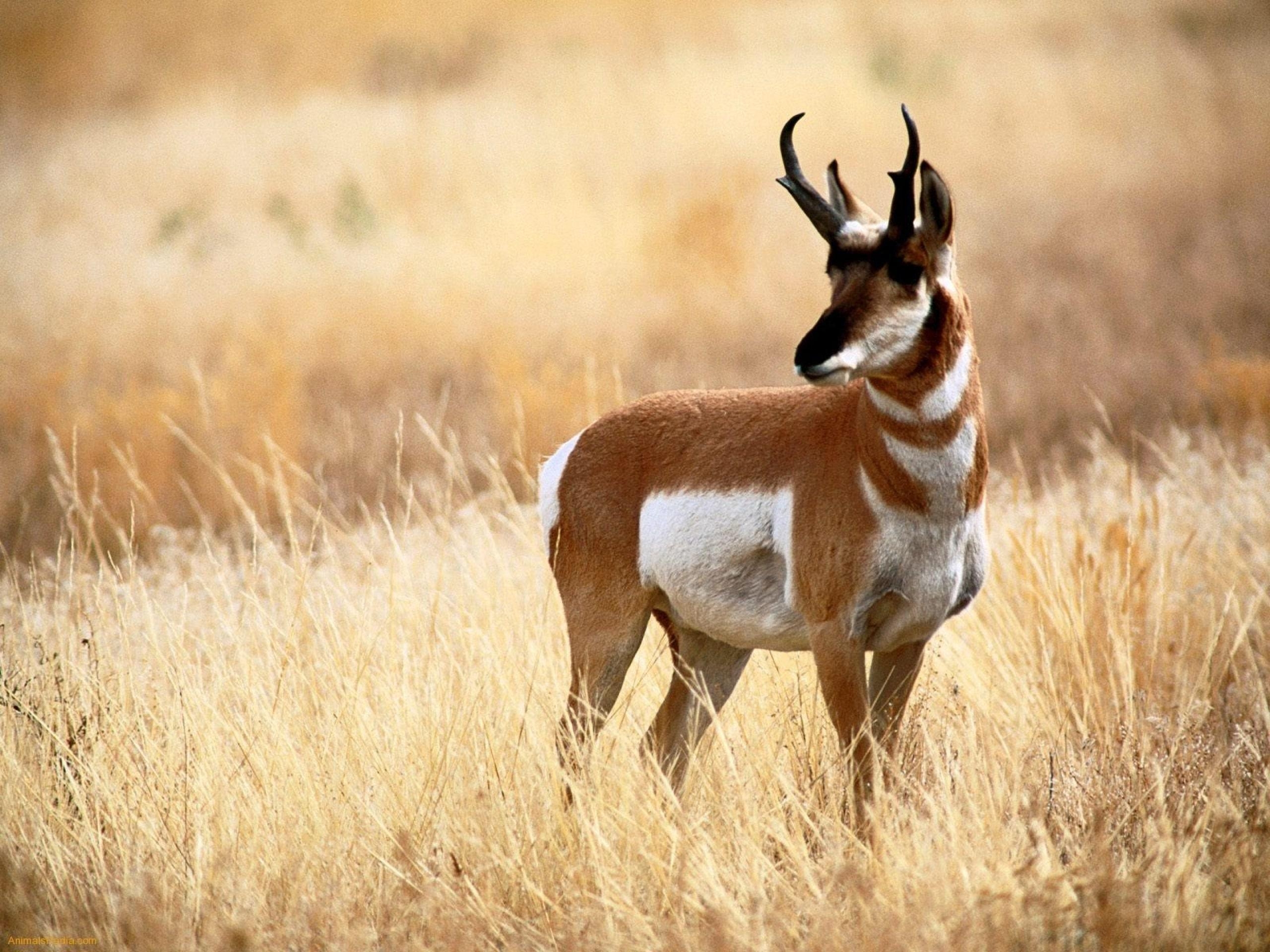 2560x1920 Pronghorn HD Wallpaperwallpaper.net, Desktop