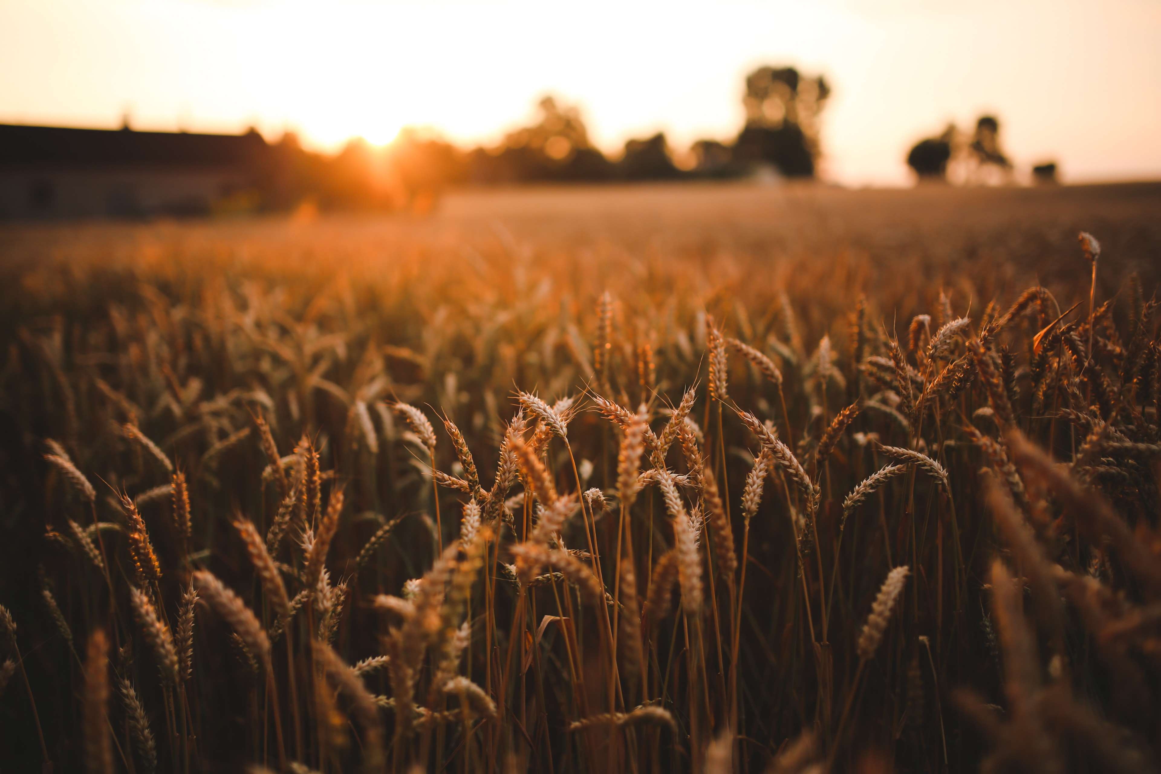 3840x2560 agriculture, field, grain, harvest, rye, sunrise, sunset, wheat 4k wallpaper, Desktop