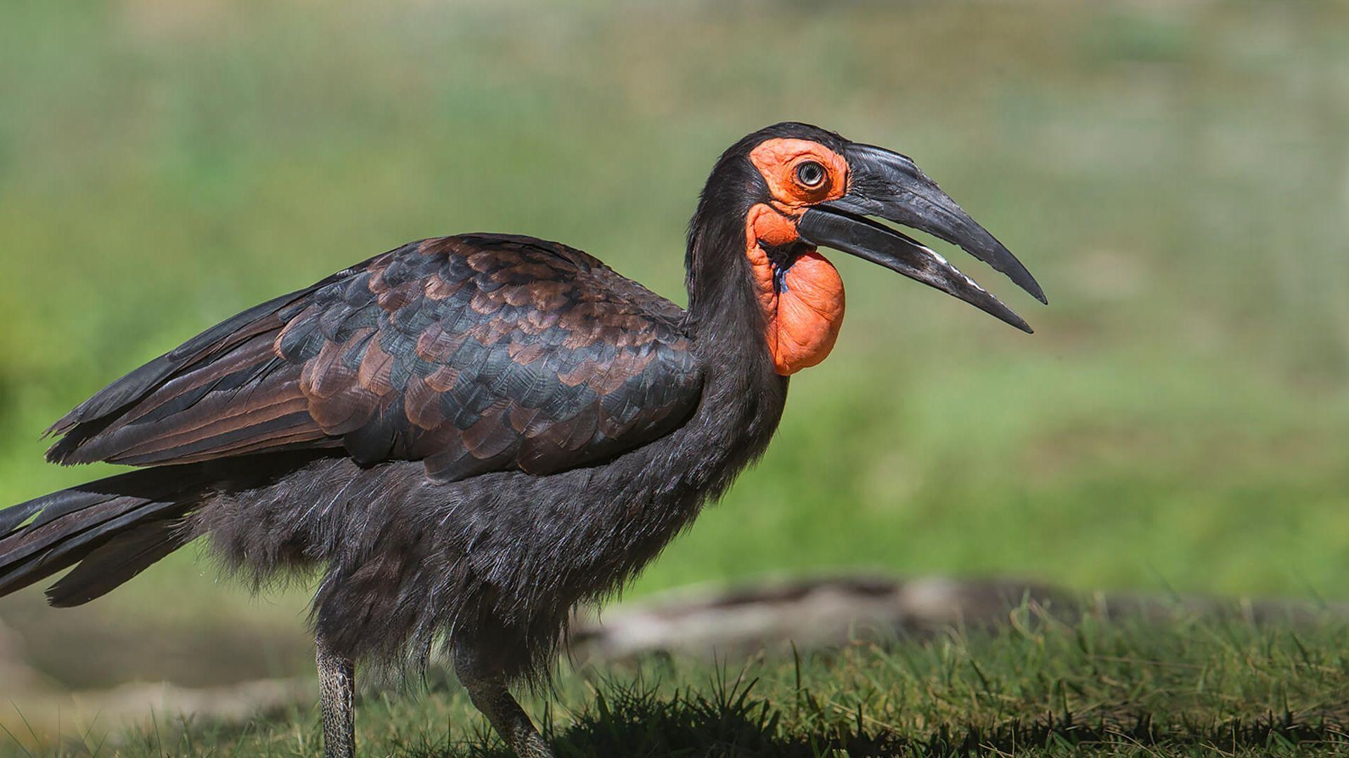 1920x1080 Hornbill. San Diego Zoo Animals & Plants, Desktop