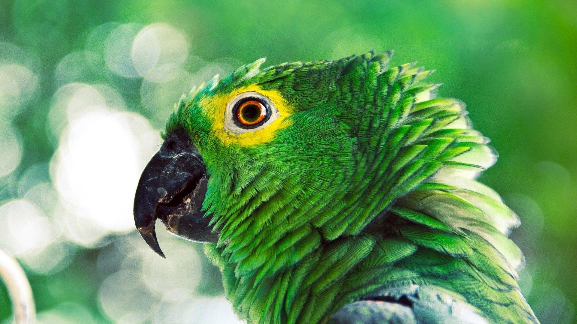 1920x1080 Parrot Wallpaper, Desktop