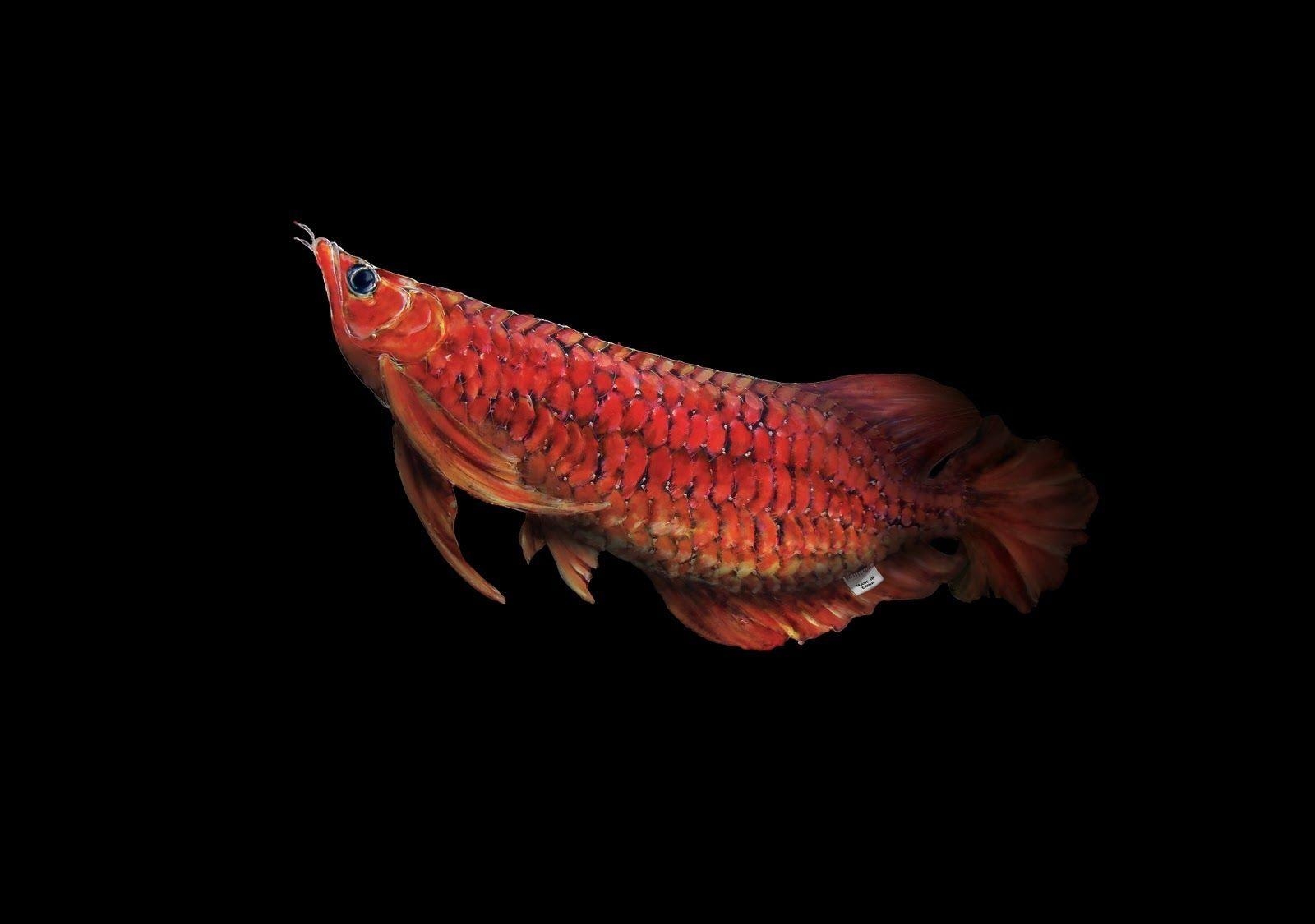 1600x1130 Cool Beauty Red Arowana Fish HD Wallpaper. aquarium, Desktop