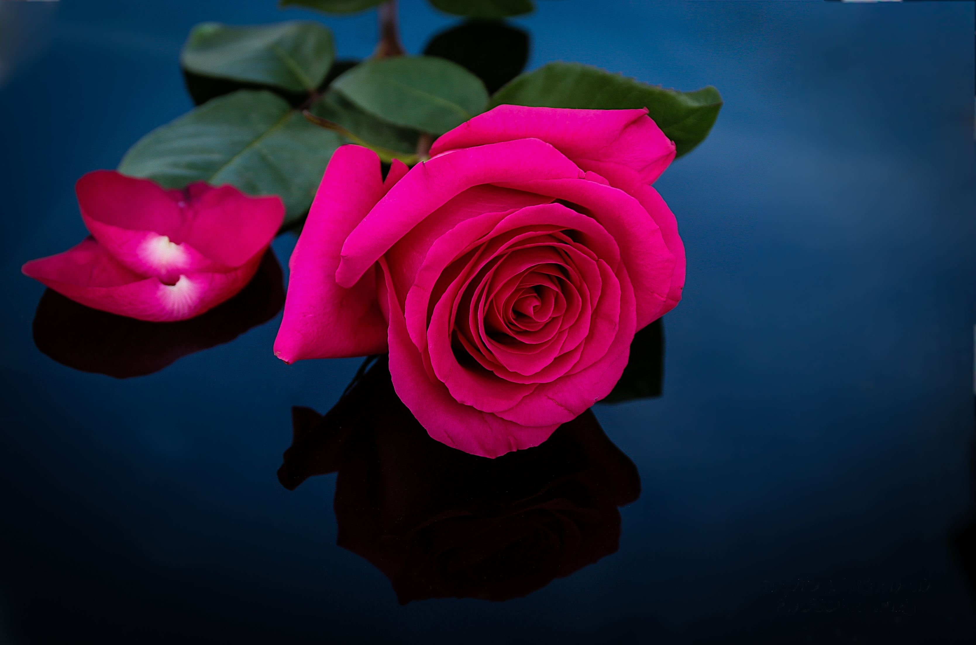 3340x2210 Pink Rose HD Wallpaper, Desktop