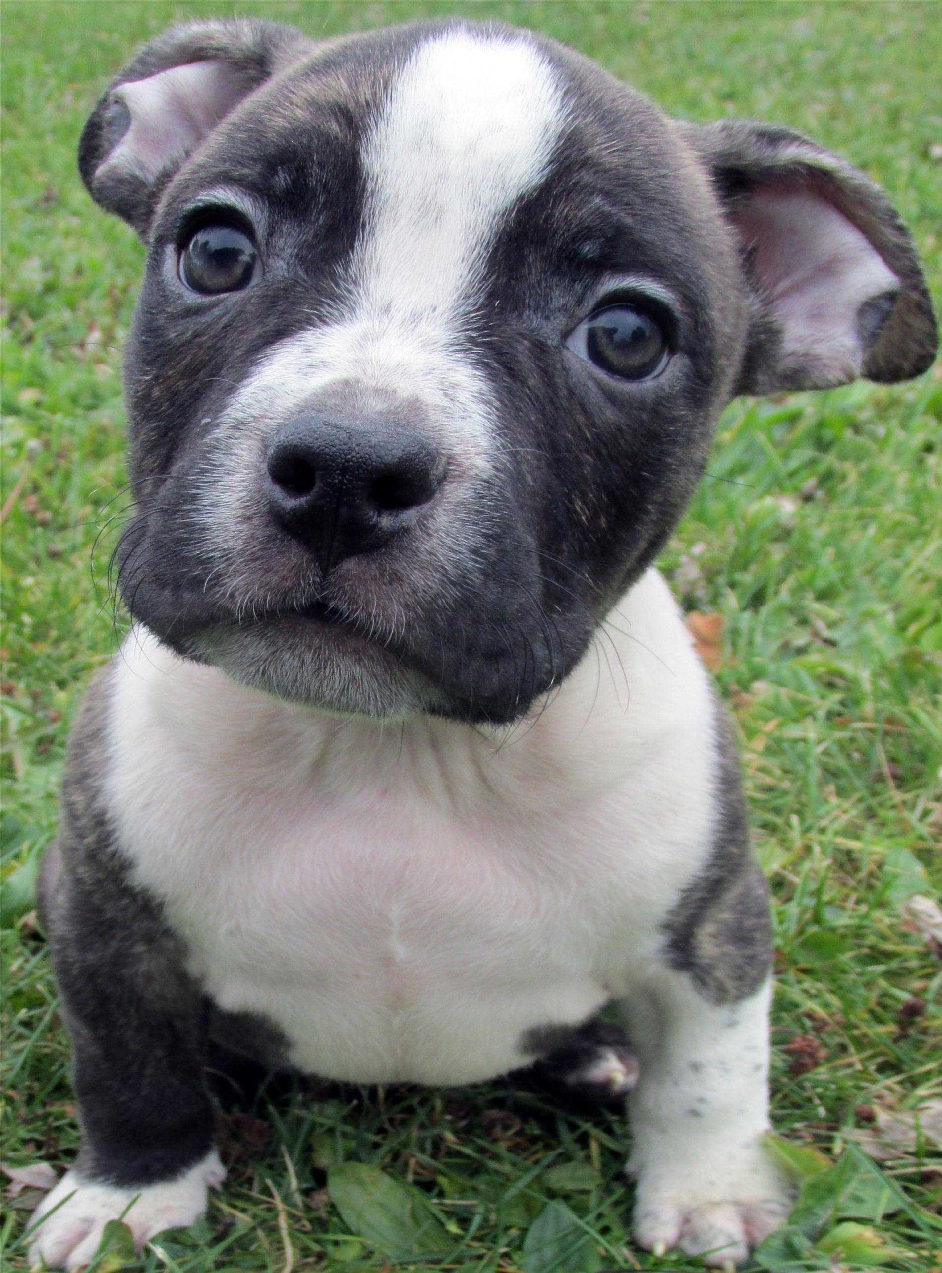 1900x2570 baby pitbull wallpaper, Phone